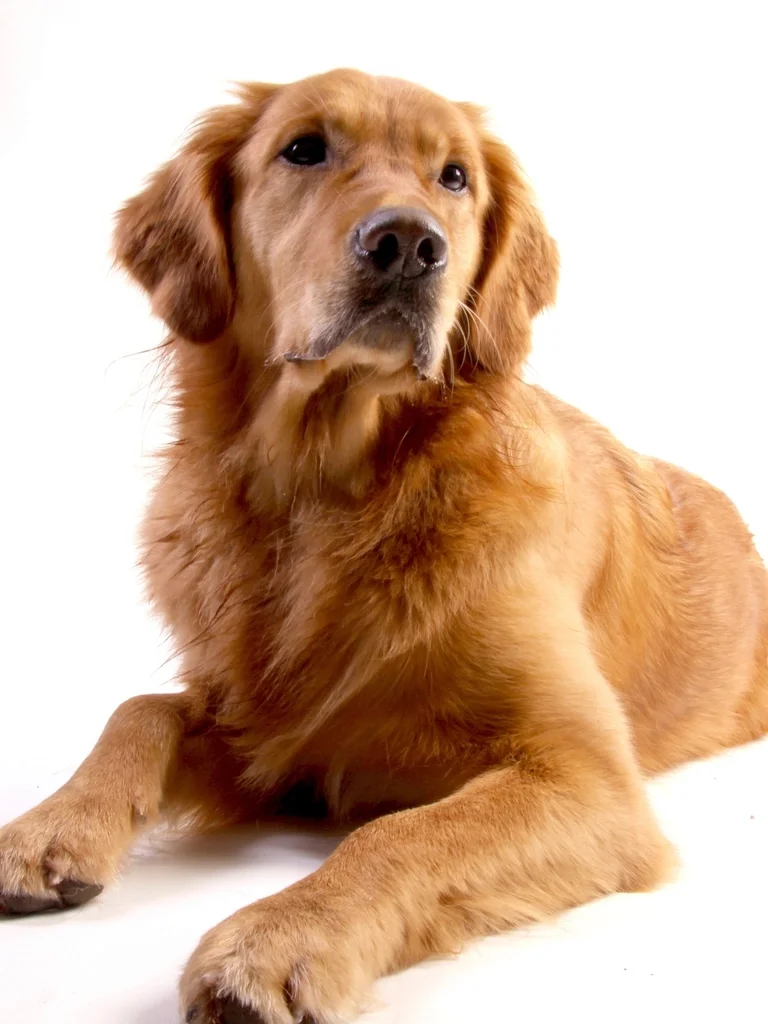 A golden retriever lying down and facing the camera on a plain white background.
