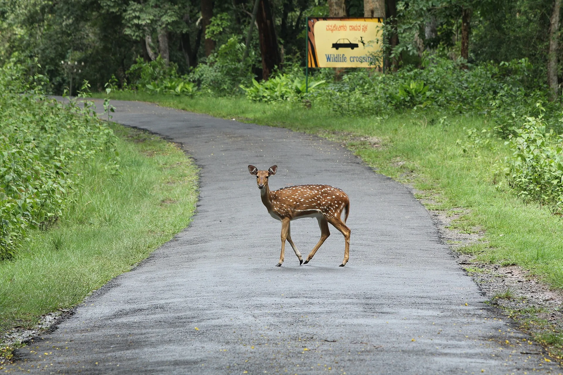 A deer crossing a road near a forest, the kind of wildlife encounter a camping dash cam captures.