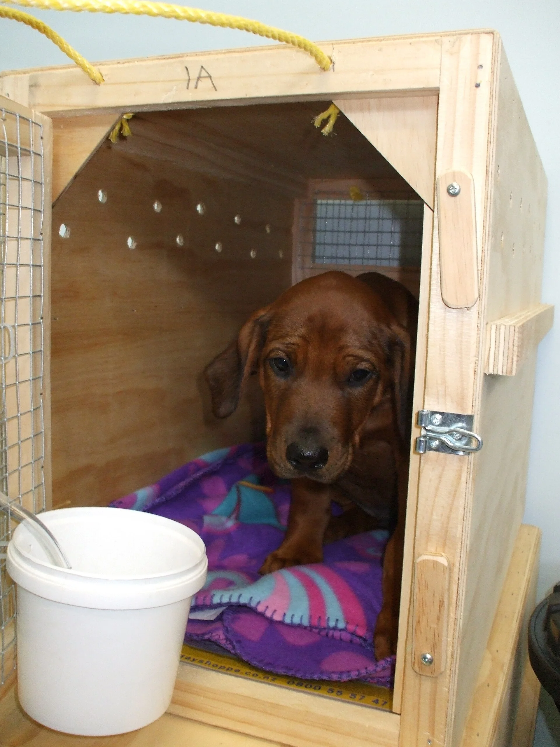 A dog waiting inside a travel crate, the kind of crate worth anchoring in a truck bed