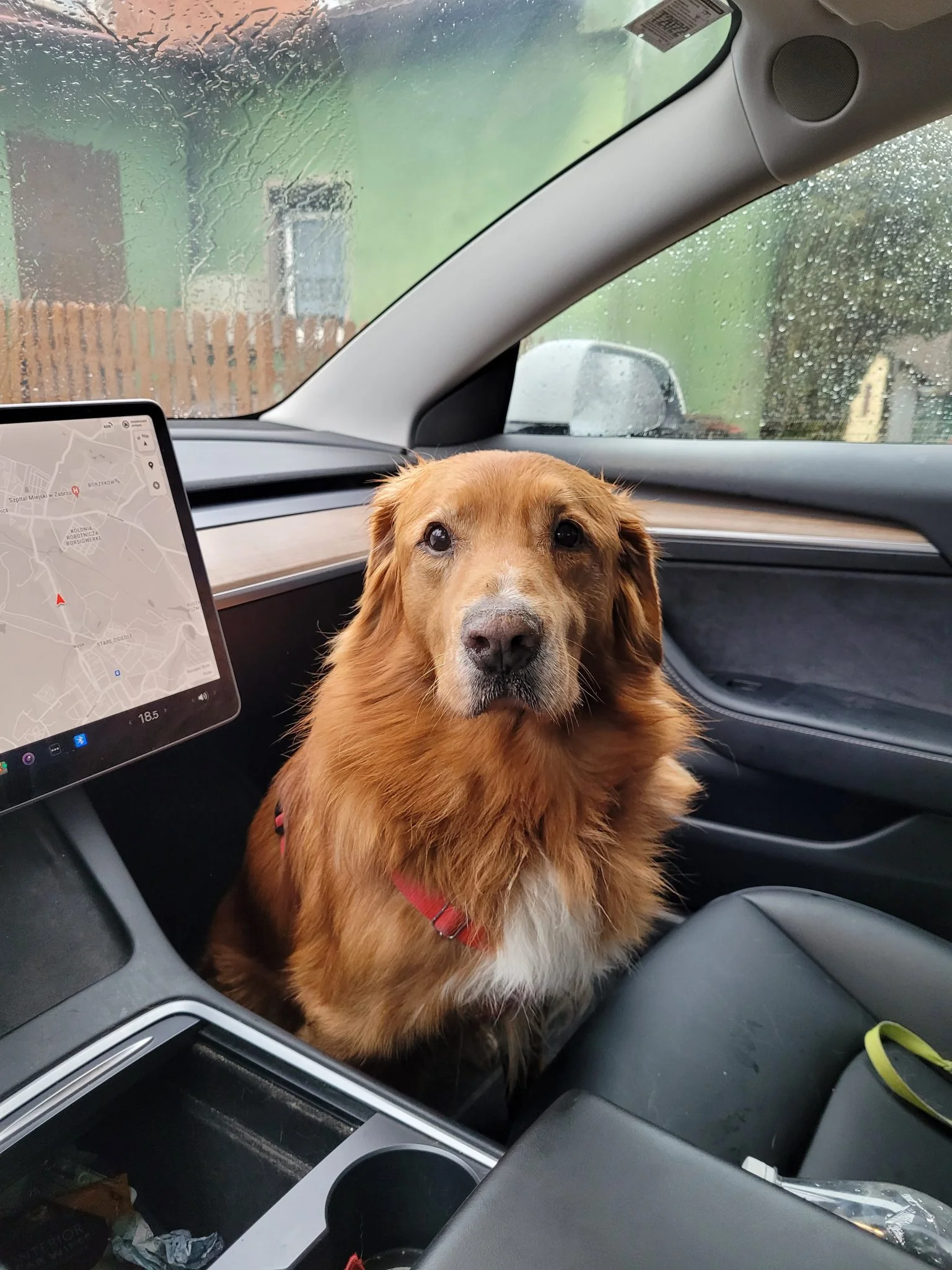 A dog riding safely inside the cab of a vehicle, the setup this guide recommends over the open bed