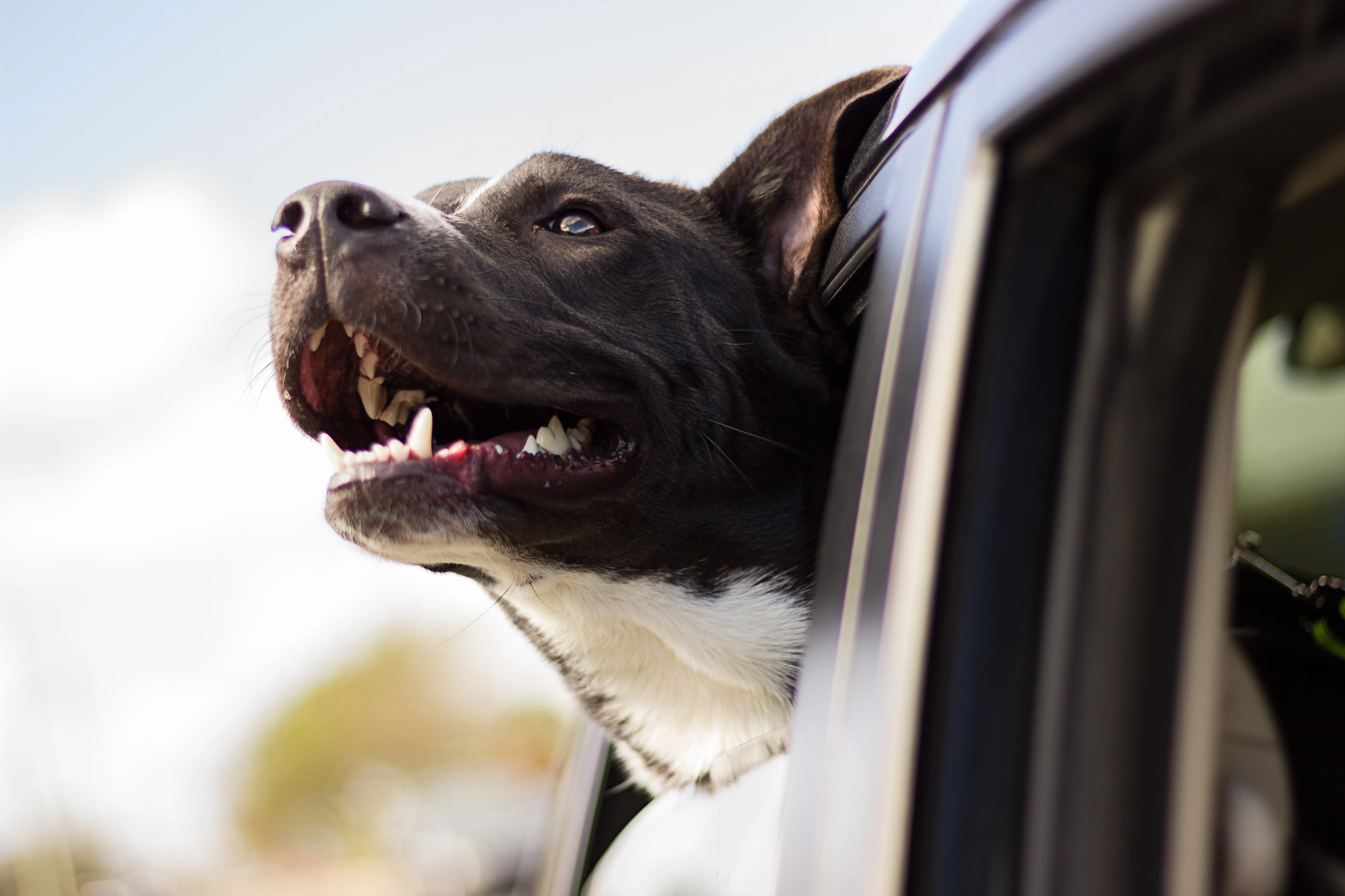 dog in car