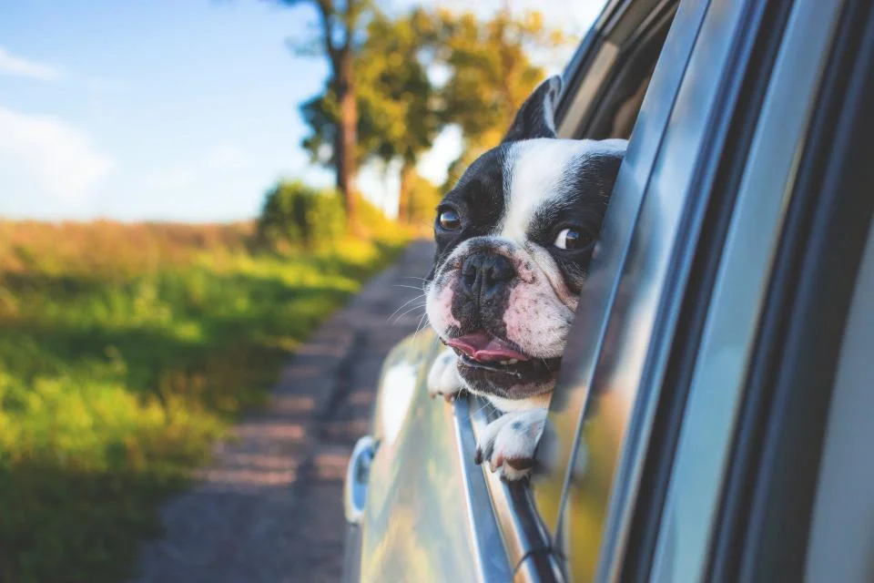 Can Dogs Sleep in the Car Overnight Safely? Yes, With Rules
