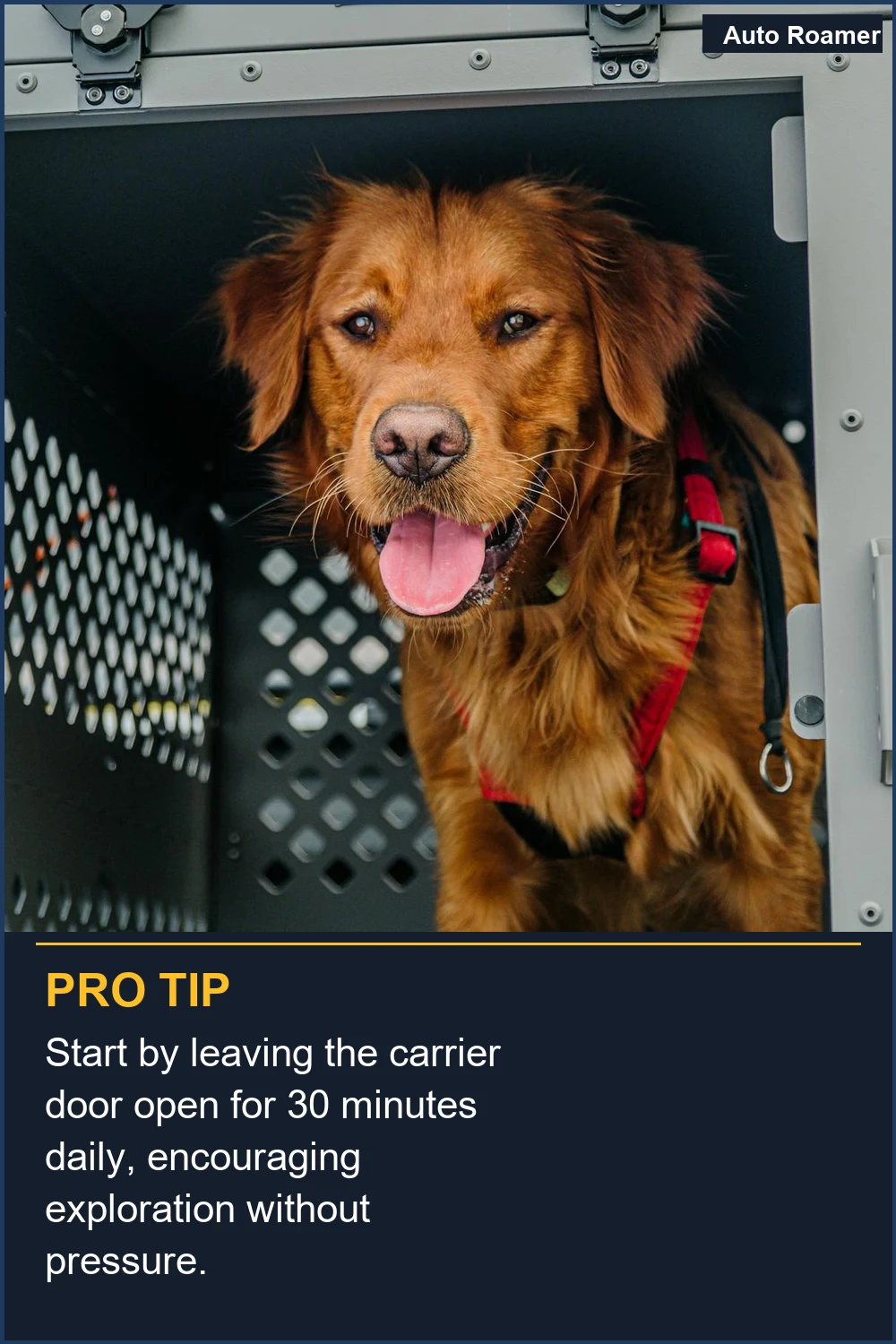 Start by leaving the carrier door open for 30 minutes daily, encouraging exploration without pressure.