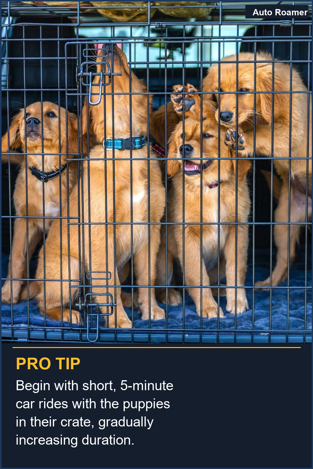 Begin with short, 5-minute car rides with the puppies in their crate, gradually increasing duration.
