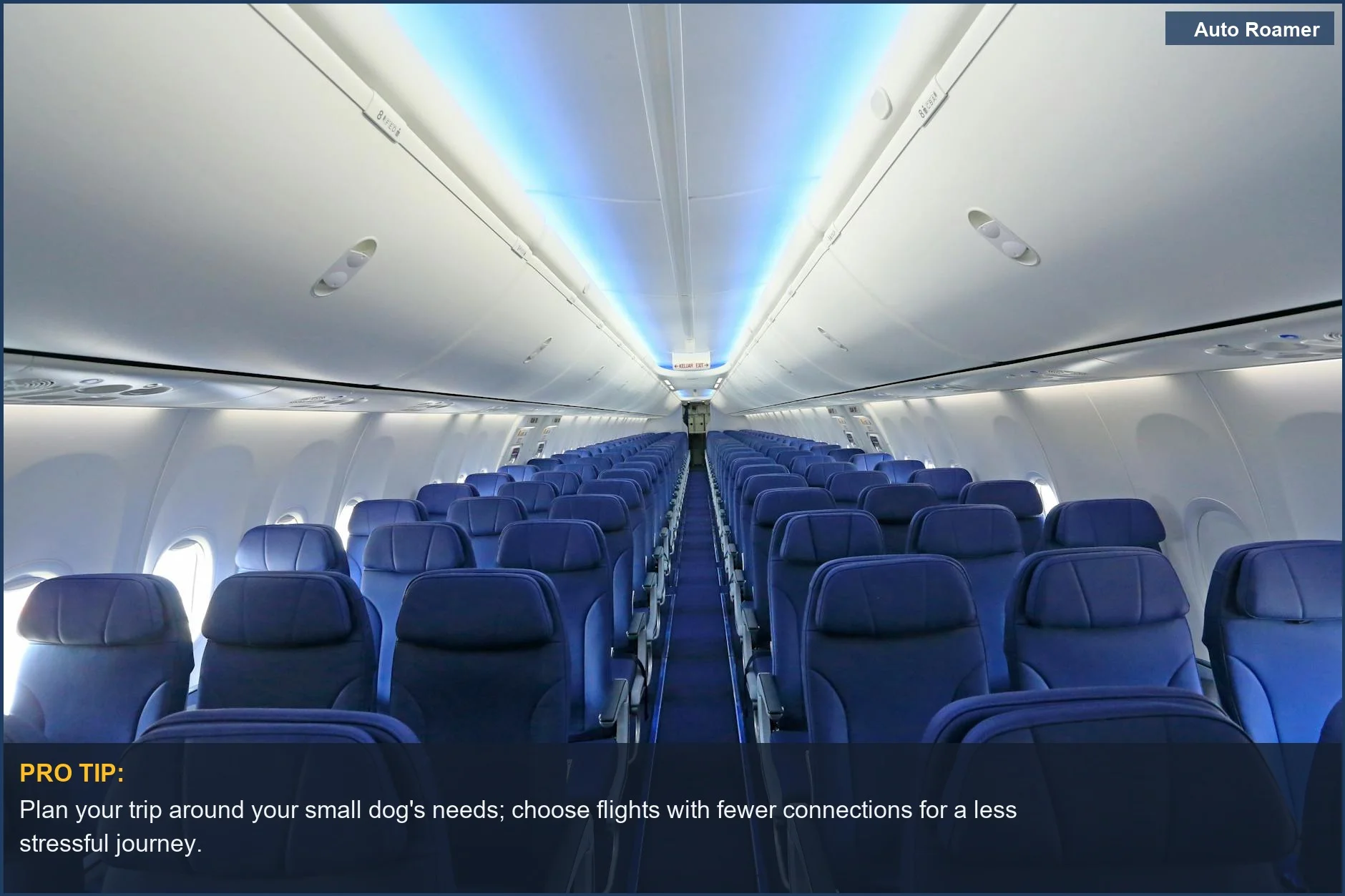 Rows of blue airplane seats in an empty cabin, ideal for understanding traveling with small dog airline.