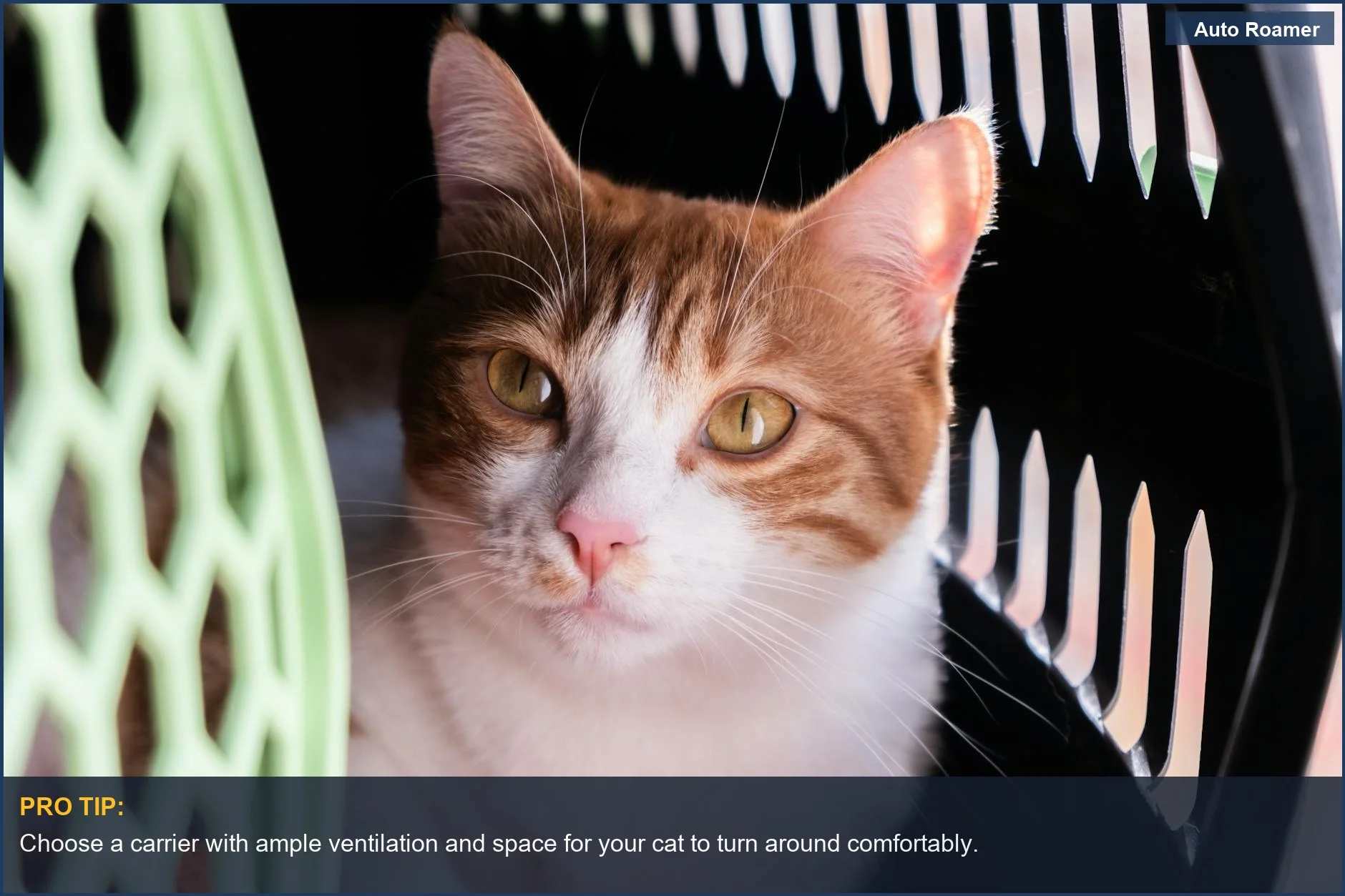 Alert orange and white cat resting inside a soft-sided pet carrier.