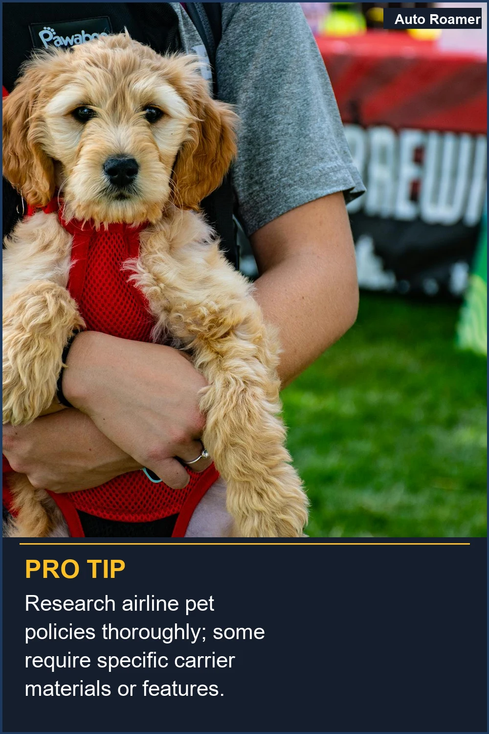 Research airline pet policies thoroughly; some require specific carrier materials or features.
