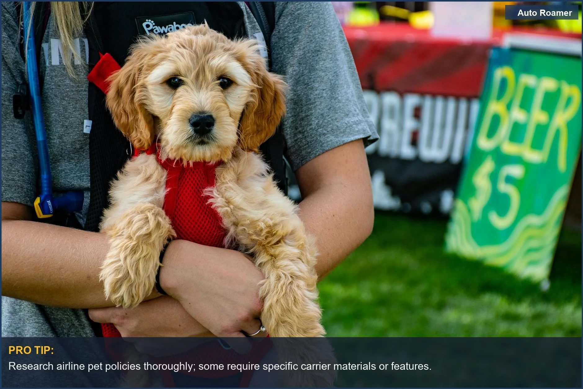 Cute puppy sits in a carrier at an outdoor festival with colorful signs.