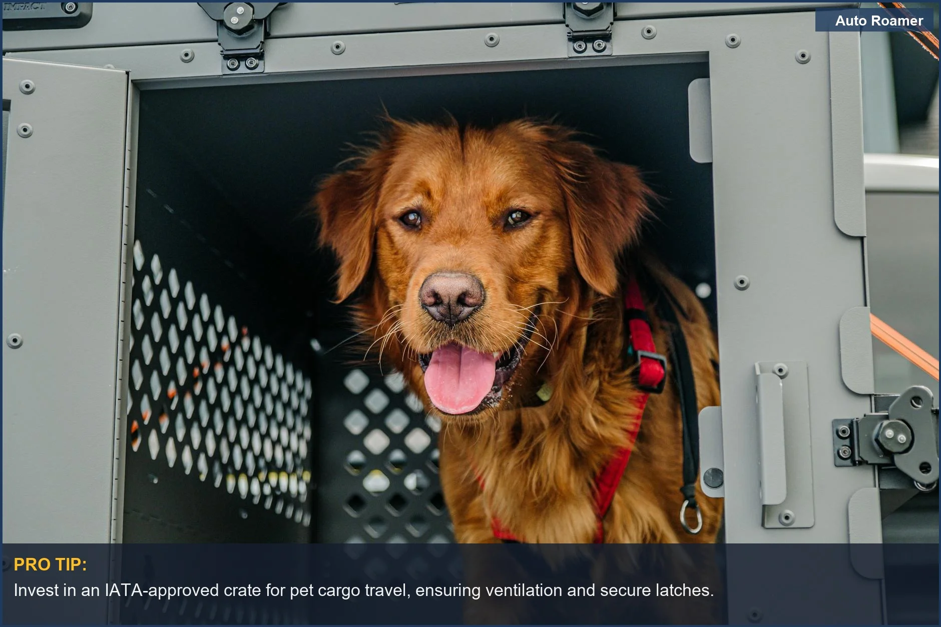 Golden Retriever in a safe, collapsible dog crate for pet cargo travel.