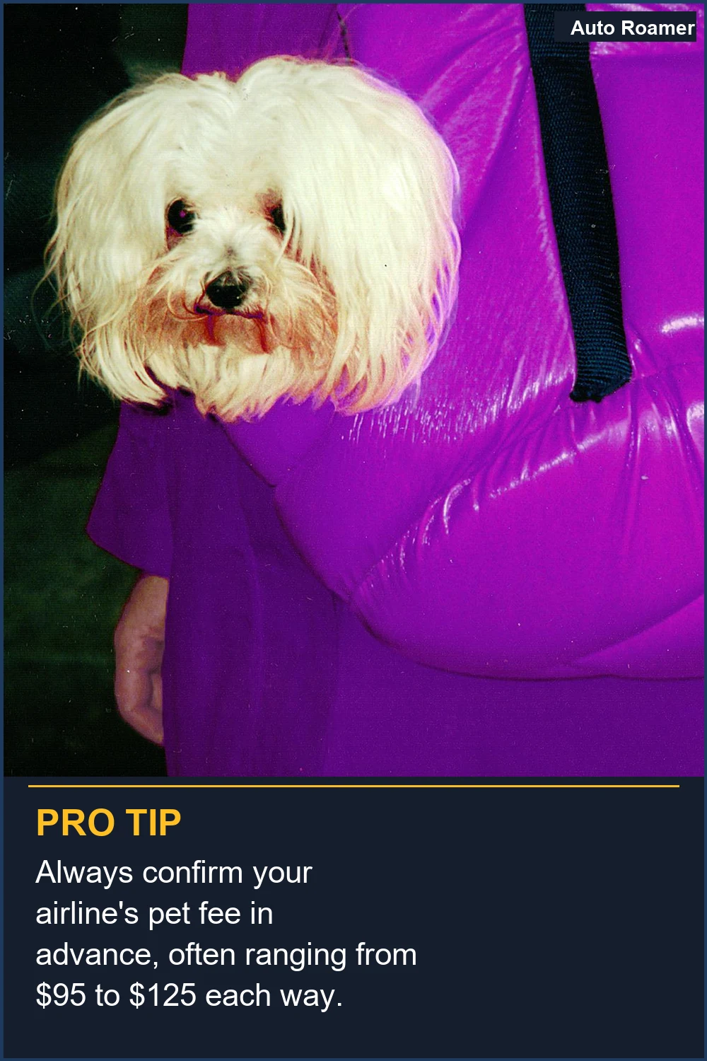 Always confirm your airline's pet fee in advance, often ranging from $95 to $125 each way.