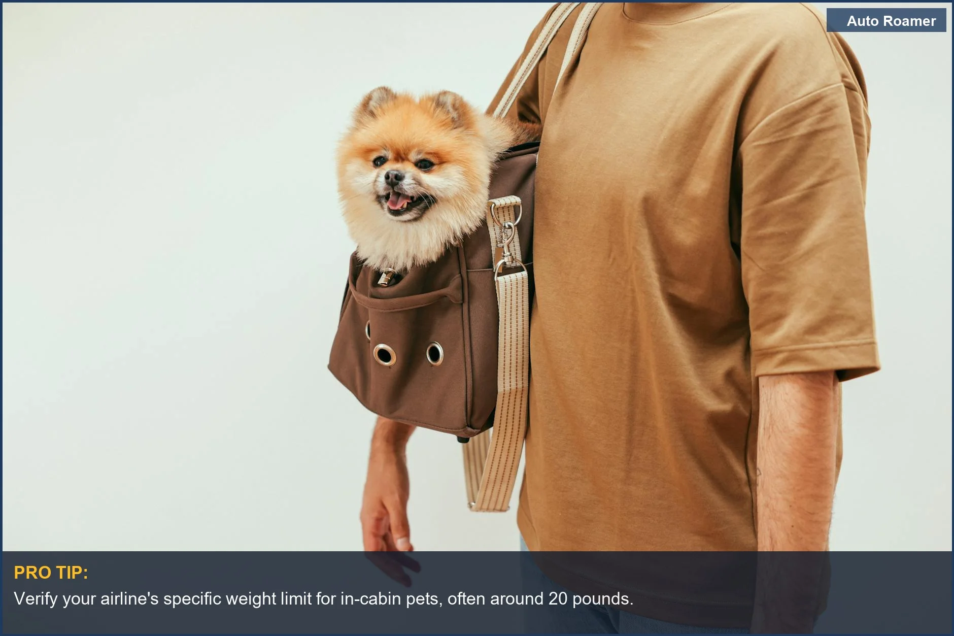 Happy Pomeranian in stylish pet carrier for in-cabin pet travel.