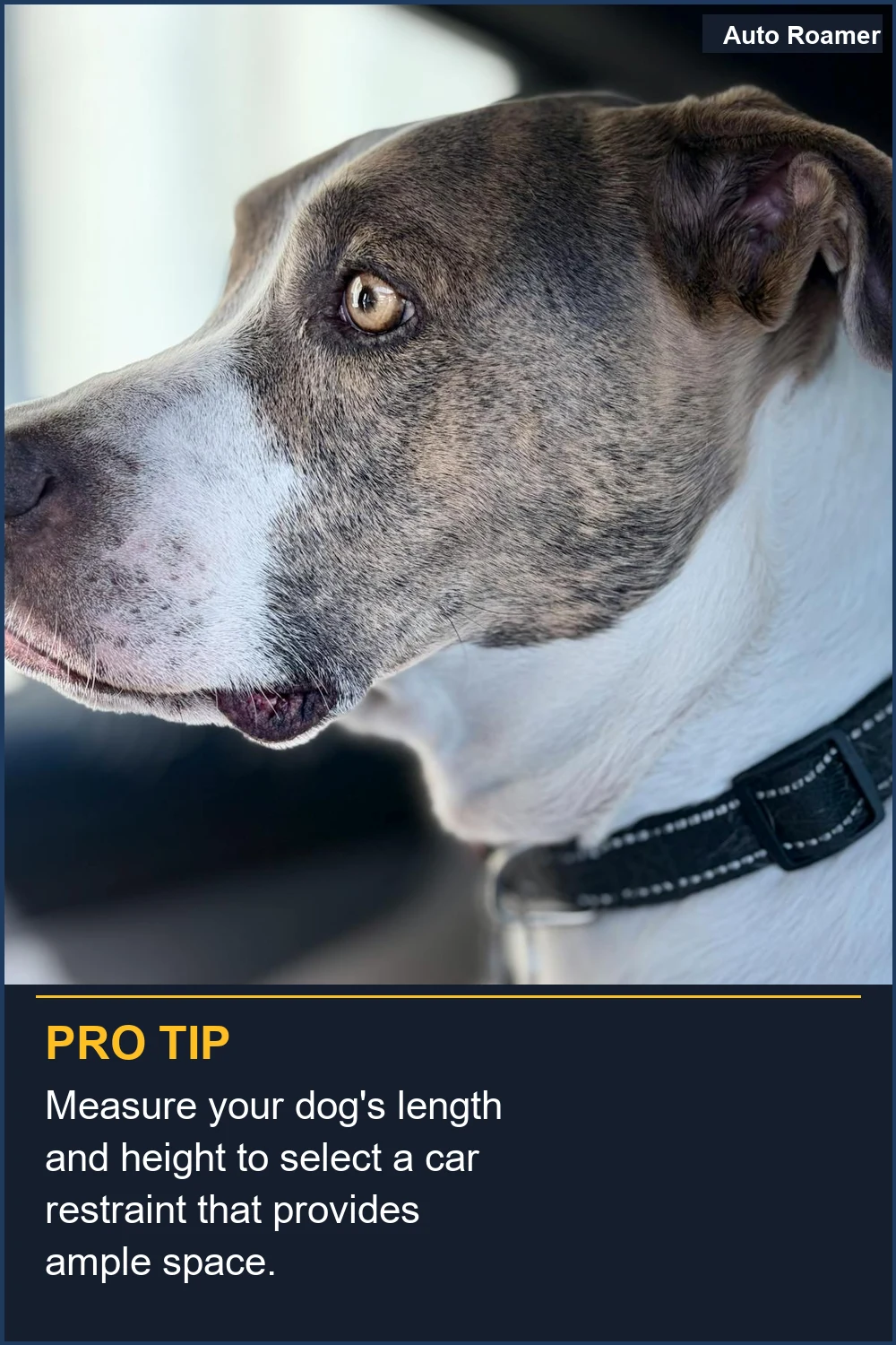 Measure your dog's length and height to select a car restraint that provides ample space.