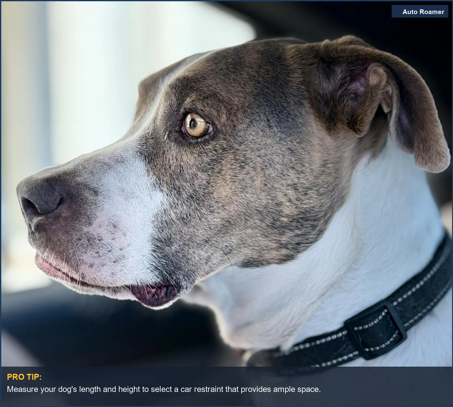 Close-up of a large dog's profile looking out a car window, emphasizing dog car seat safety.