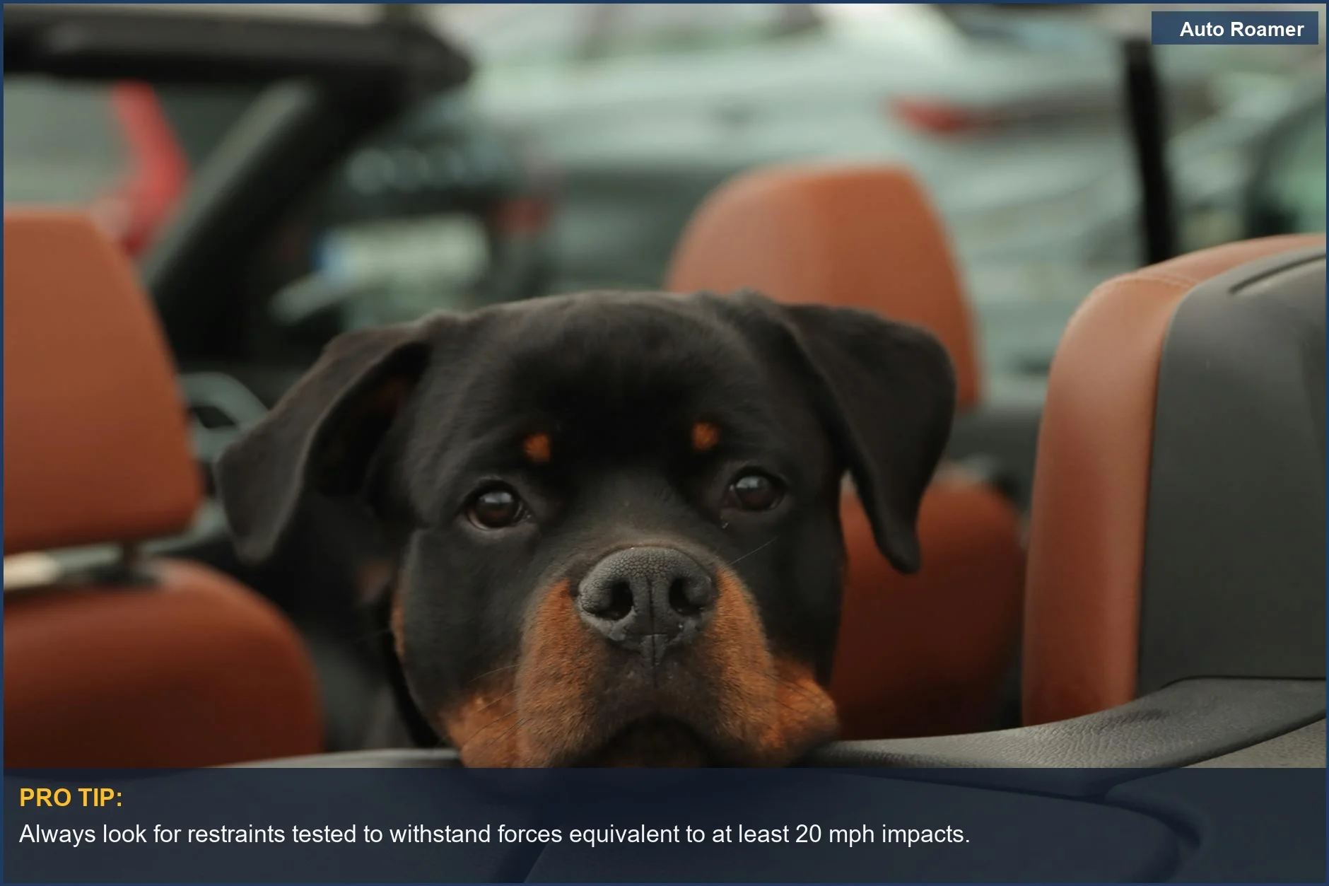 Rottweiler resting in a convertible car seat, showcasing secure large dog travel safety.