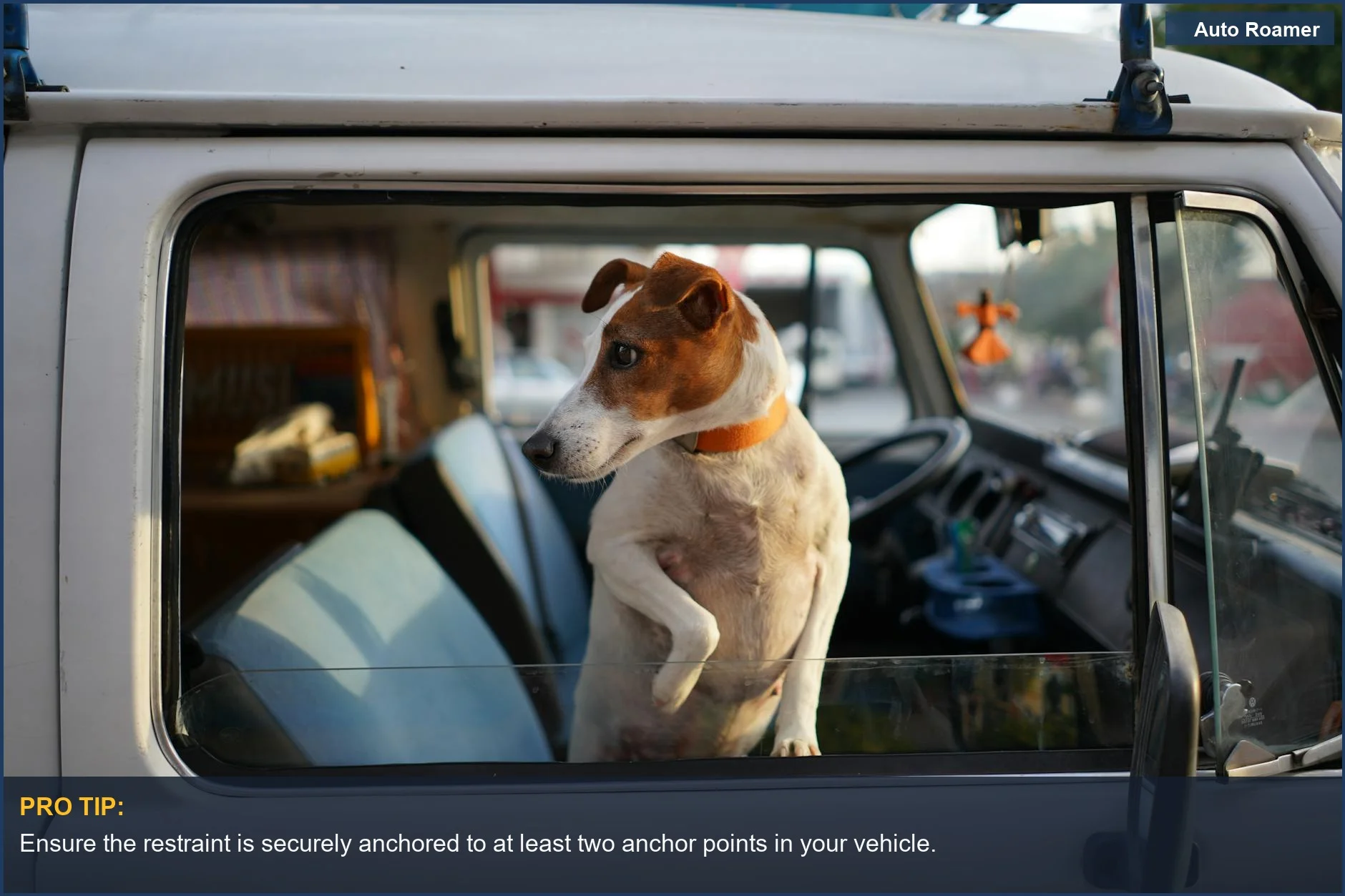 Curious Jack Russell Terrier peeking from car window, highlighting small dog travel safety.