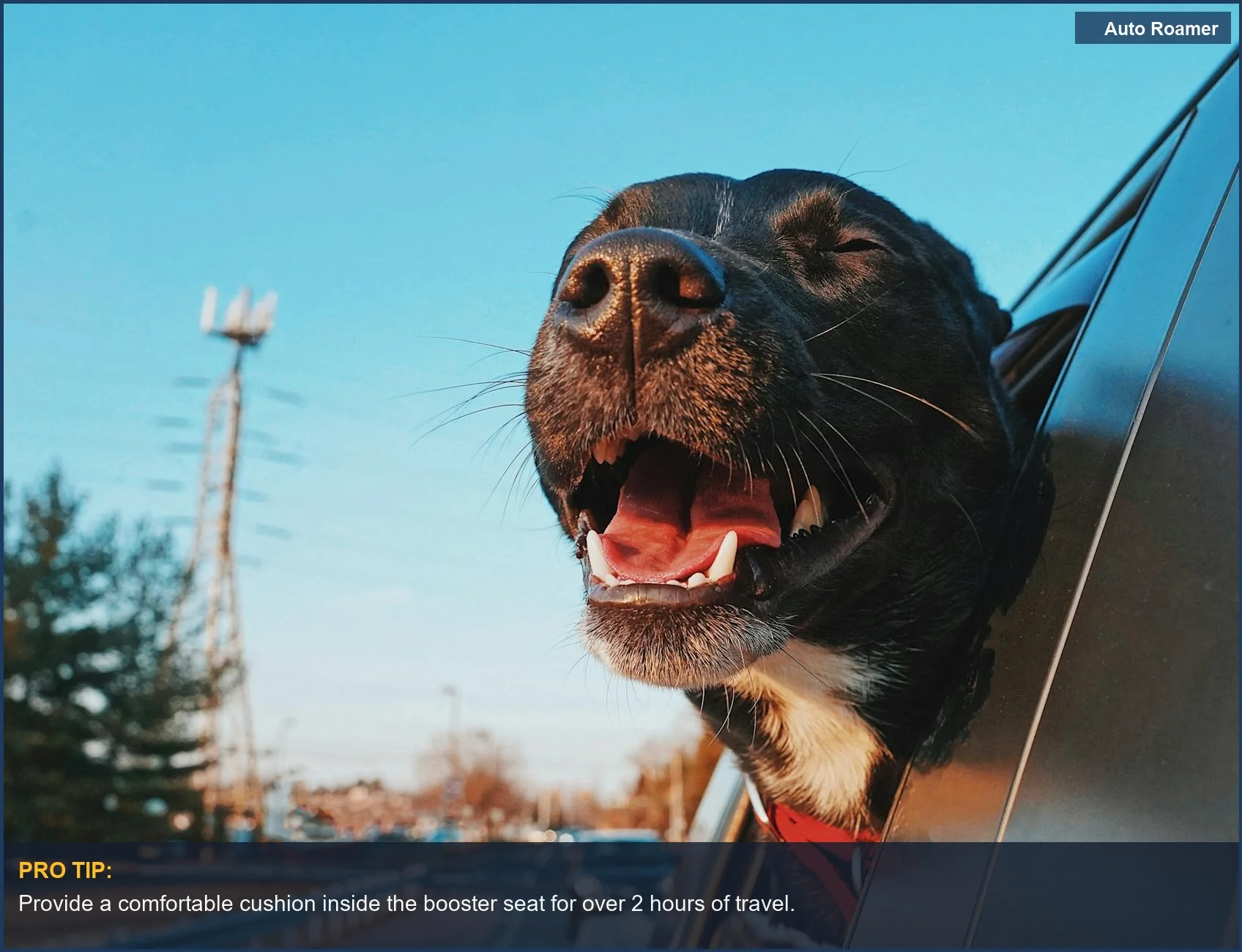 Enjoying small dog travel comfort with a happy dog looking out a car window.