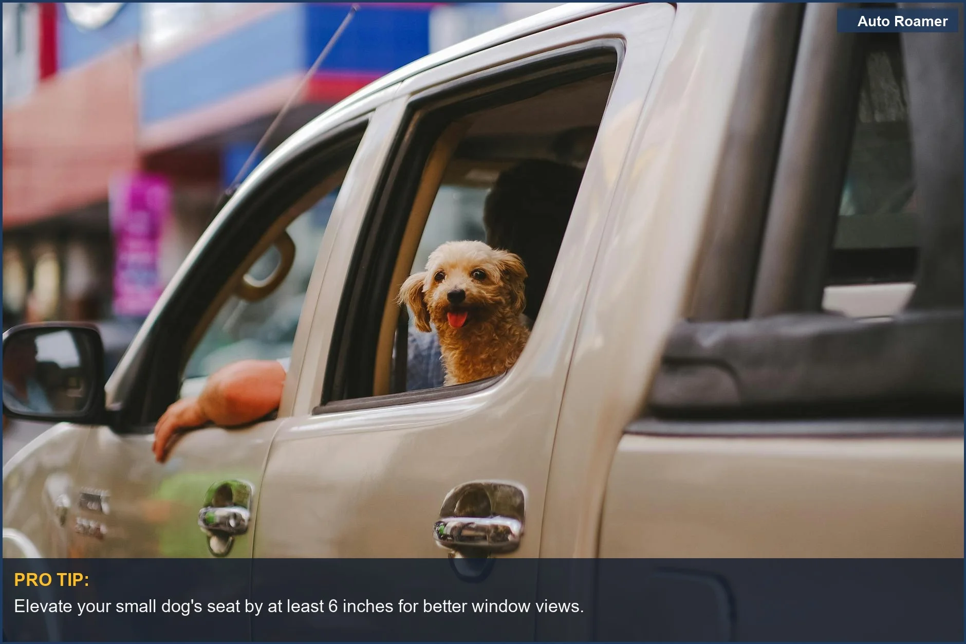 Pet car seat advantages include improved visibility for small dogs in urban settings.