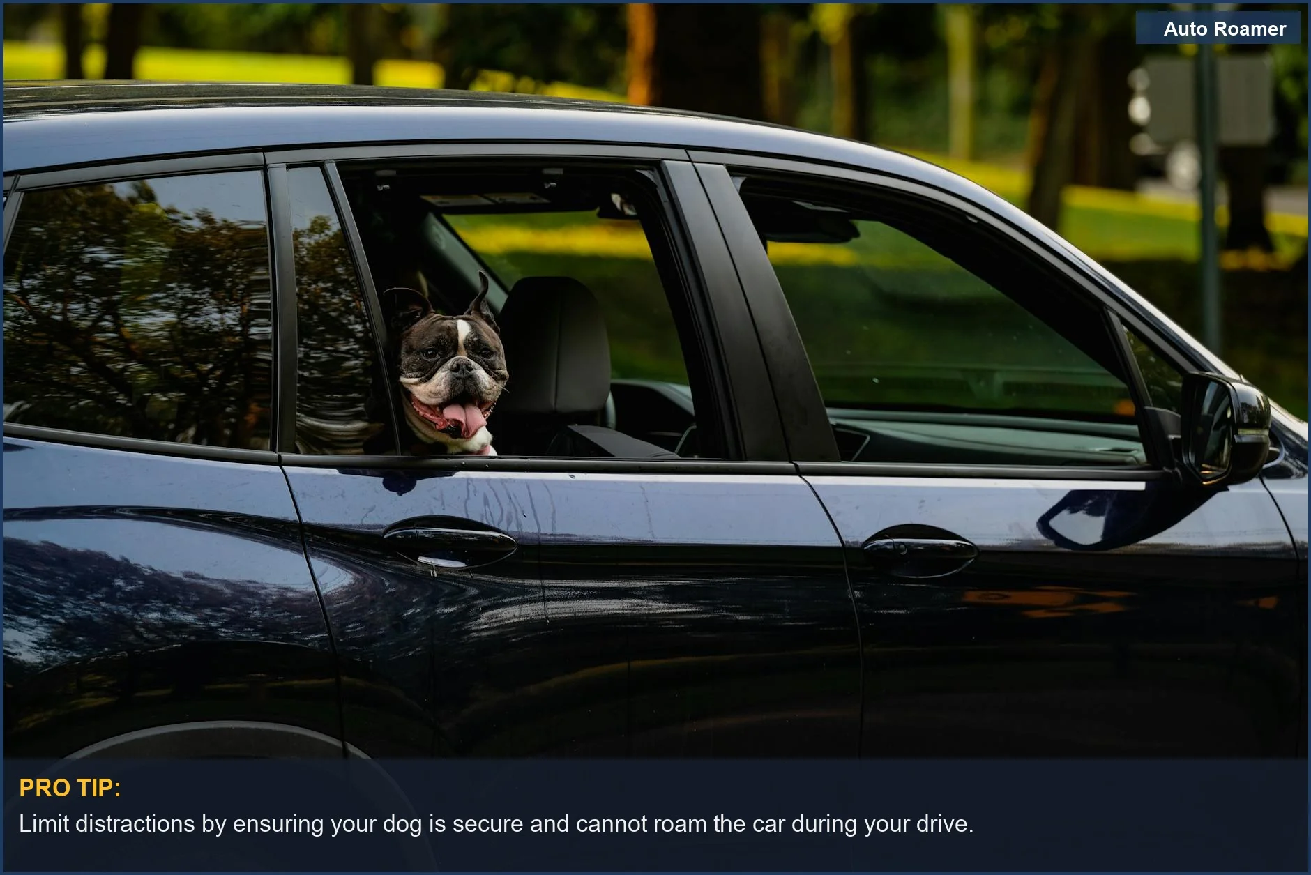 Boston Terrier peeking through a car window, illustrating reduced distractions for dog travel benefits.