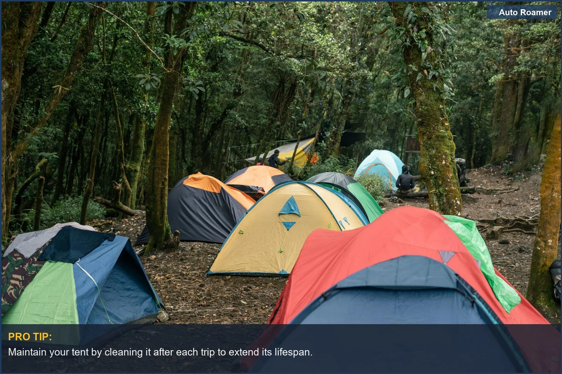 Serene forest campsite with colorful tents, perfect for outdoor enthusiasts.