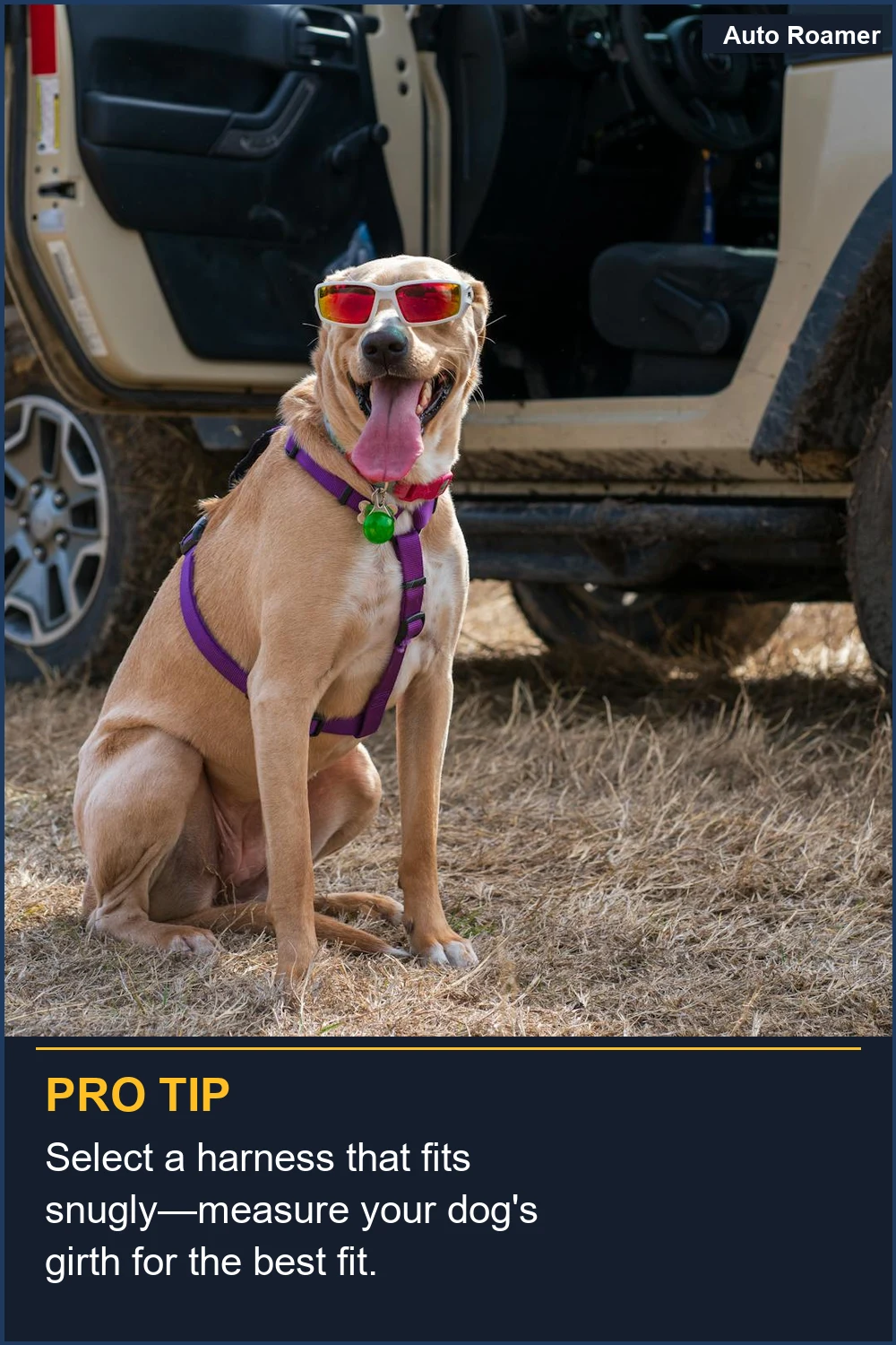 Select a harness that fits snugly--measure your dog's girth for the best fit.