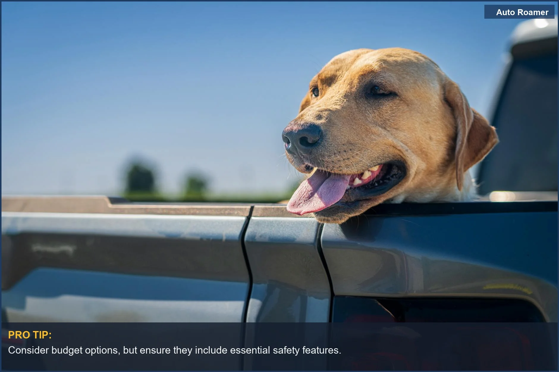 Labrador Retriever enjoying a pickup truck ride, perfect for finding best dog car harness for long trips.