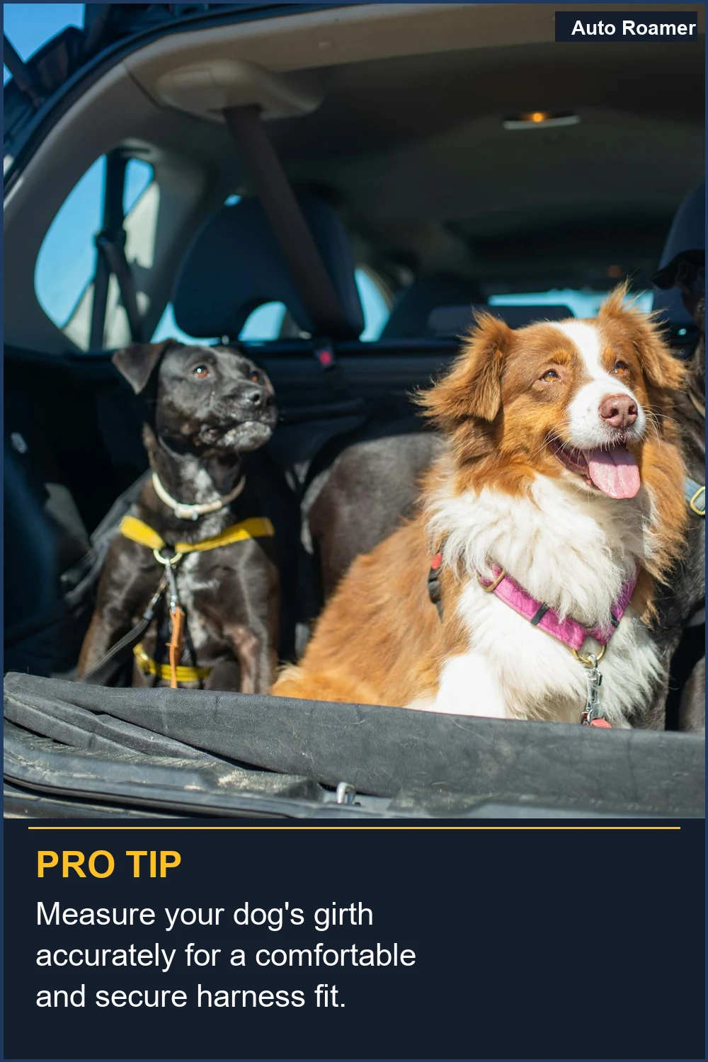 Measure your dog's girth accurately for a comfortable and secure harness fit.