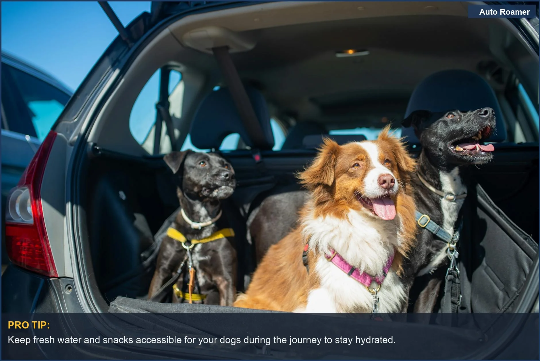 Three happy dogs in a car trunk, ready for an adventure with the best dog car harness for long trips.