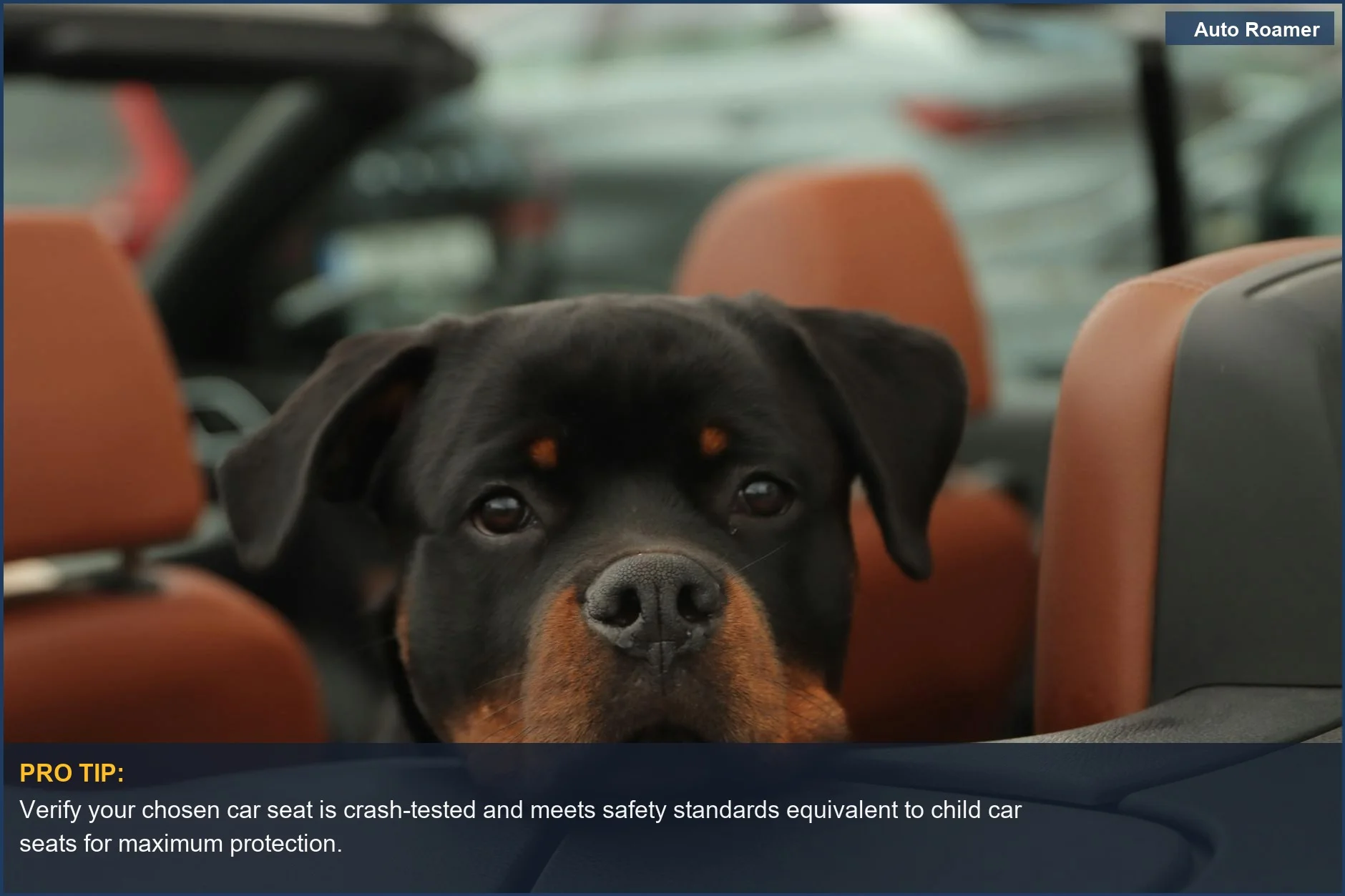 Adorable Rottweiler resting its head in a convertible-style dog car seat, looking content outdoors.