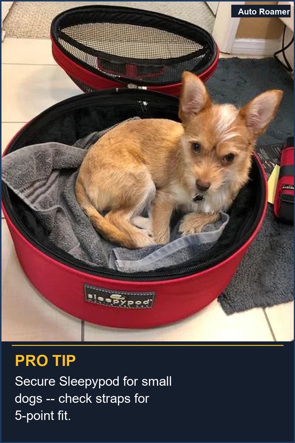 Secure Sleepypod for small dogs -- check straps for 5-point fit.
