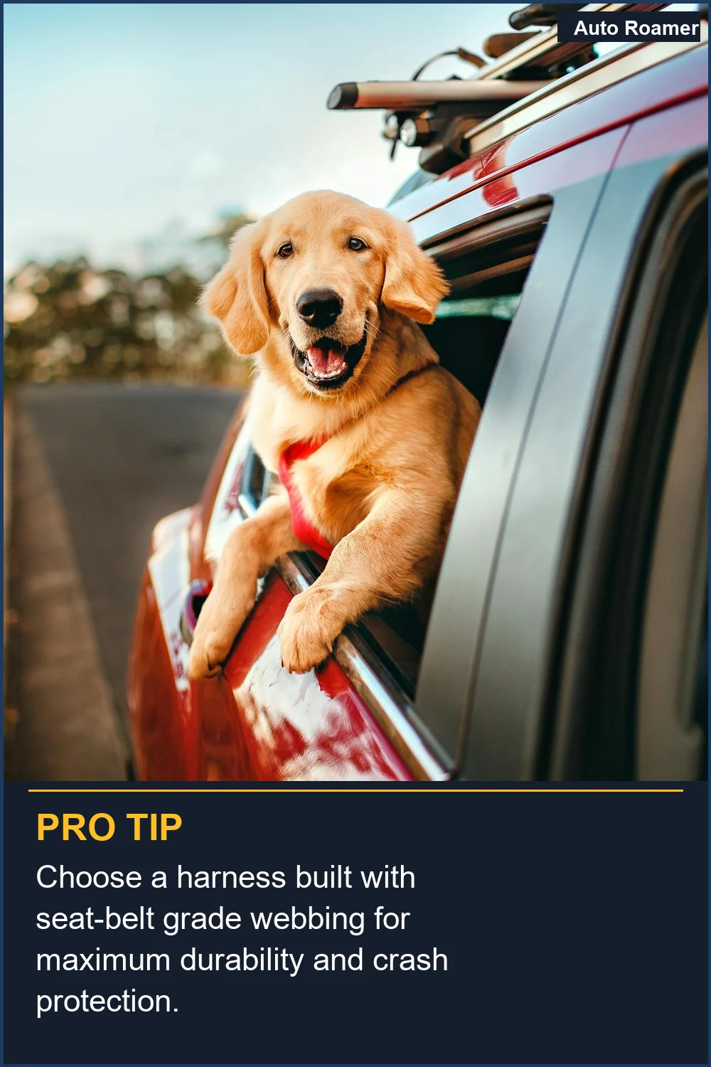 Choose a harness built with seat-belt grade webbing for maximum durability and crash protection.