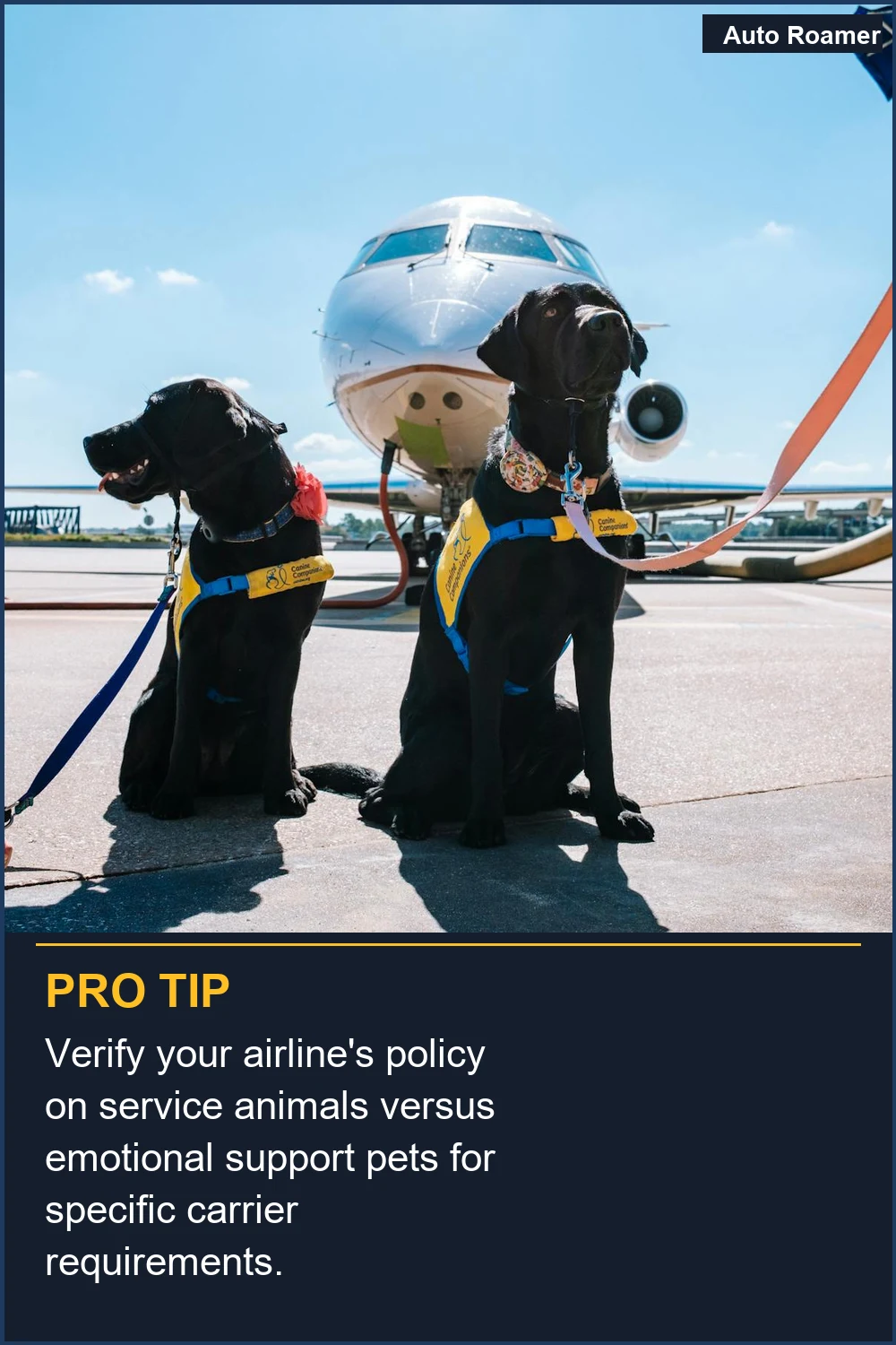 Verify your airline's policy on service animals versus emotional support pets for specific carrier requirements.
