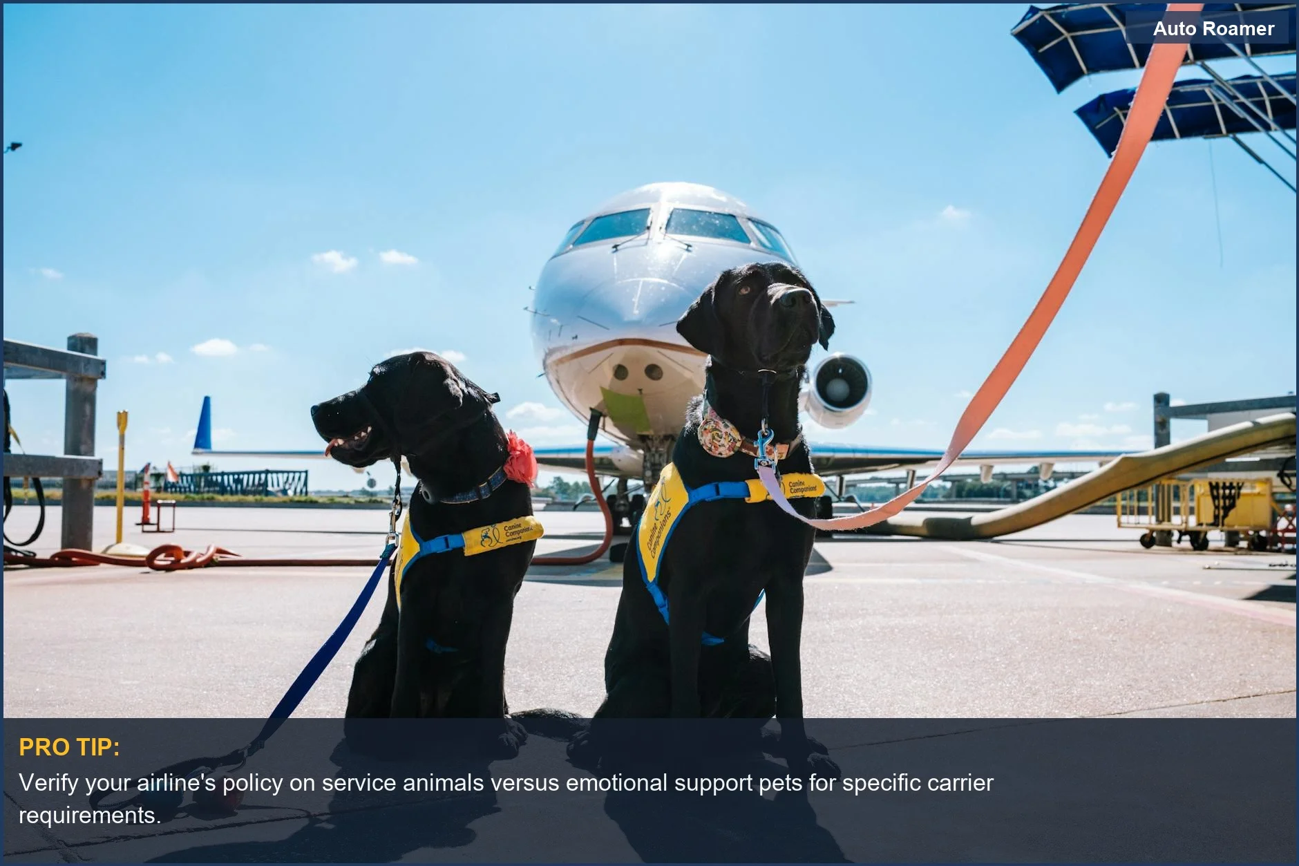 Two black Labrador Retrievers in service vests at an airport, ready for their flight.