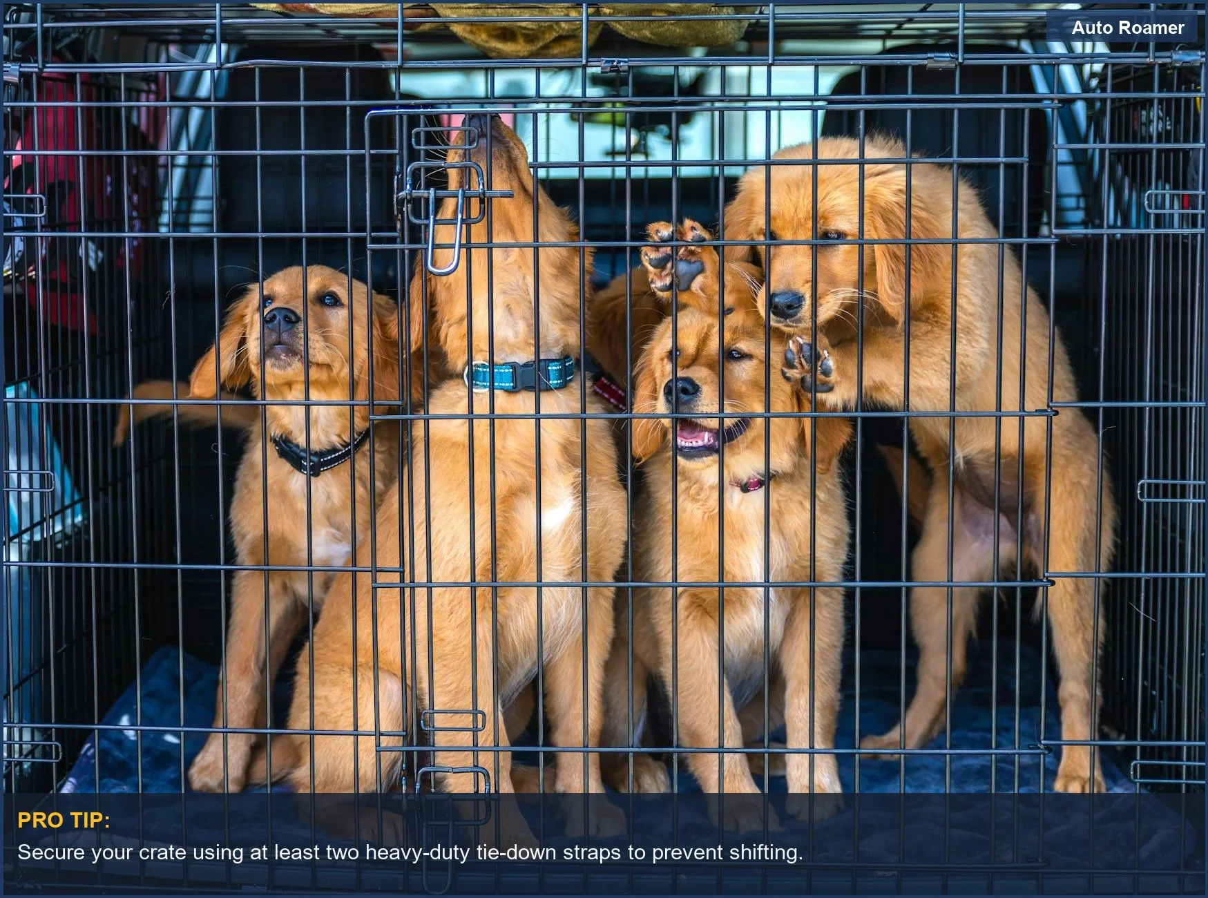 Golden retriever puppies inside a car dog crate, demonstrating proper installation of travel crates for cars.