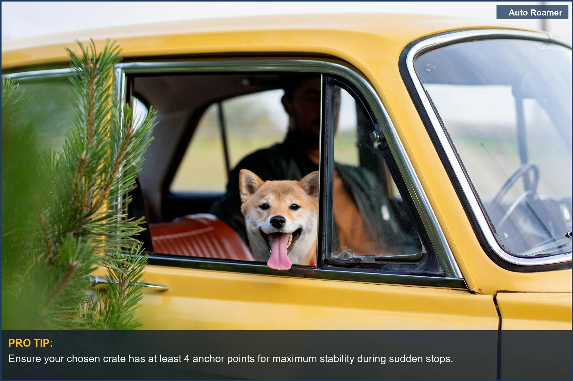 Cheerful Shiba Inu in a car, illustrating the importance of a secure dog travel crate for car safety.