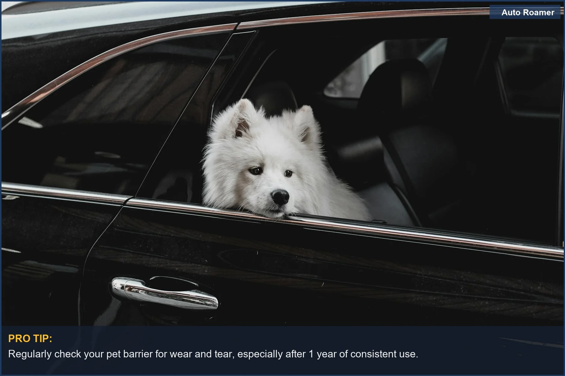 Curious Samoyed dog looking out of a car window, demonstrating the importance of SUV pet barriers.