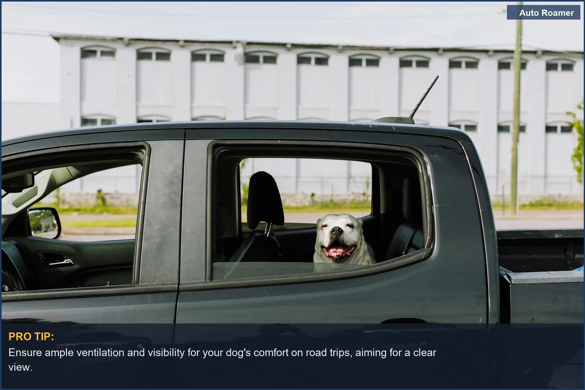 Smiling dog enjoys a sunlit ride in a black pickup truck, showcasing happy pet travel experiences.