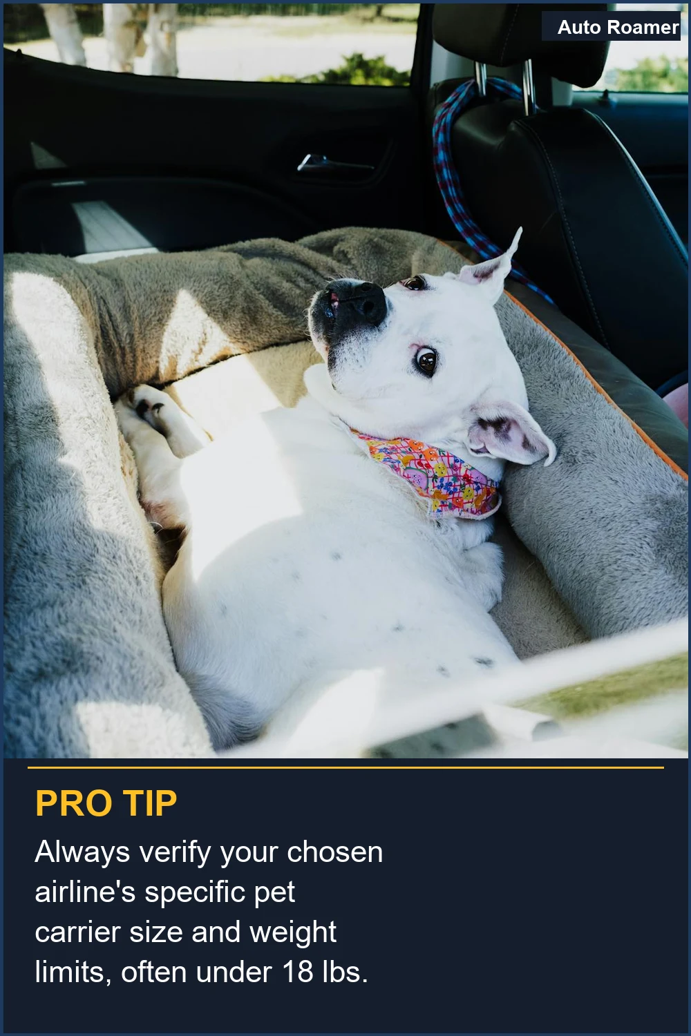 Always verify your chosen airline's specific pet carrier size and weight limits, often under 18 lbs.