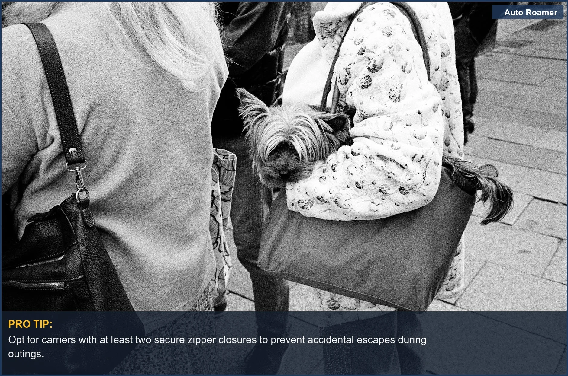 Charming street scene with a small dog peeking from a bag in France, a cute travel companion.