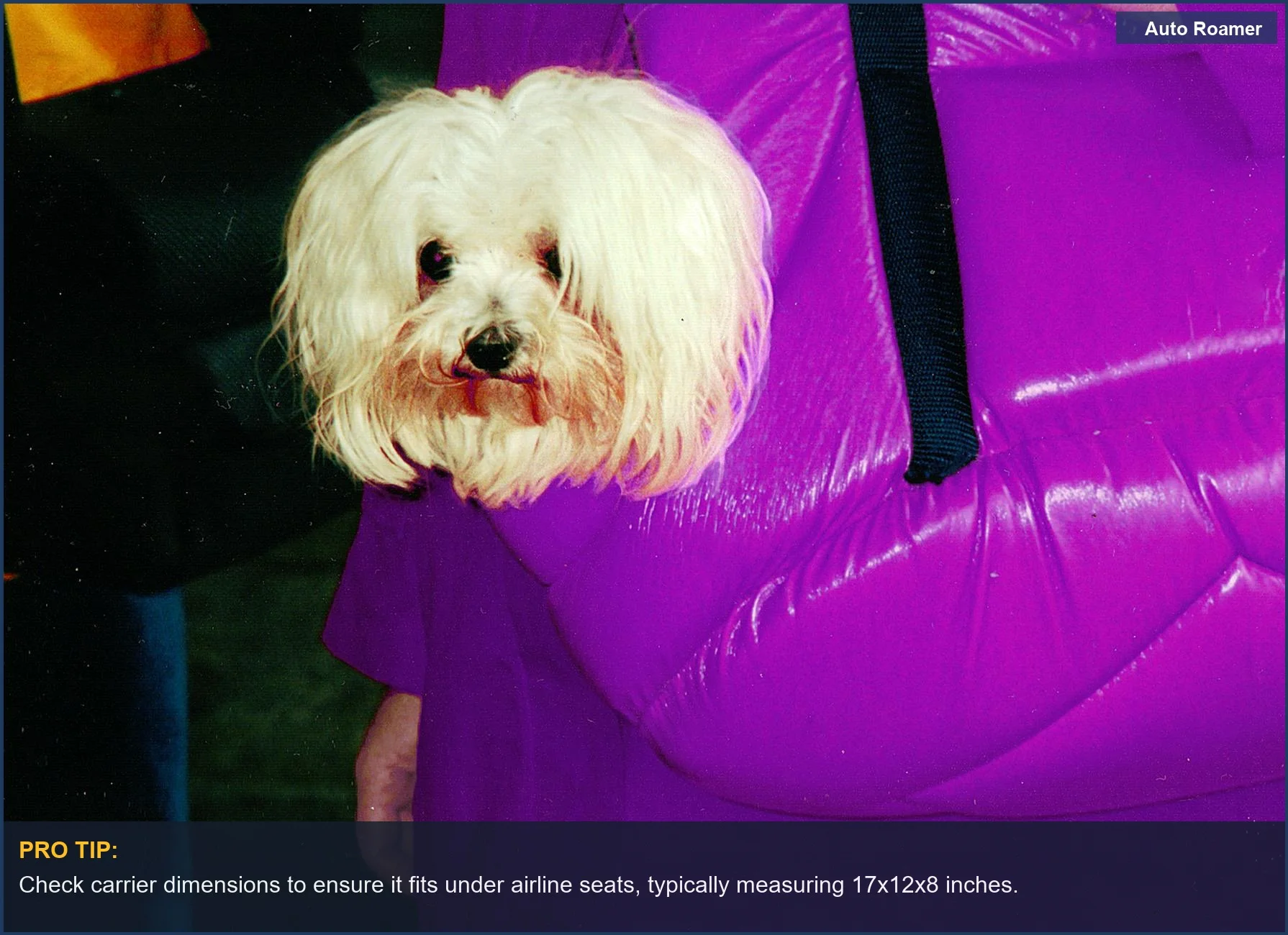 Cute white dog peeking from a vibrant purple bag, showcasing adorable curiosity and comfort.