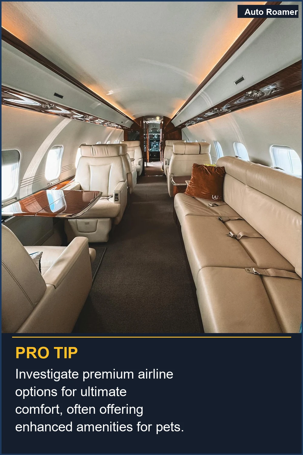 Investigate premium airline options for ultimate comfort, often offering enhanced amenities for pets.