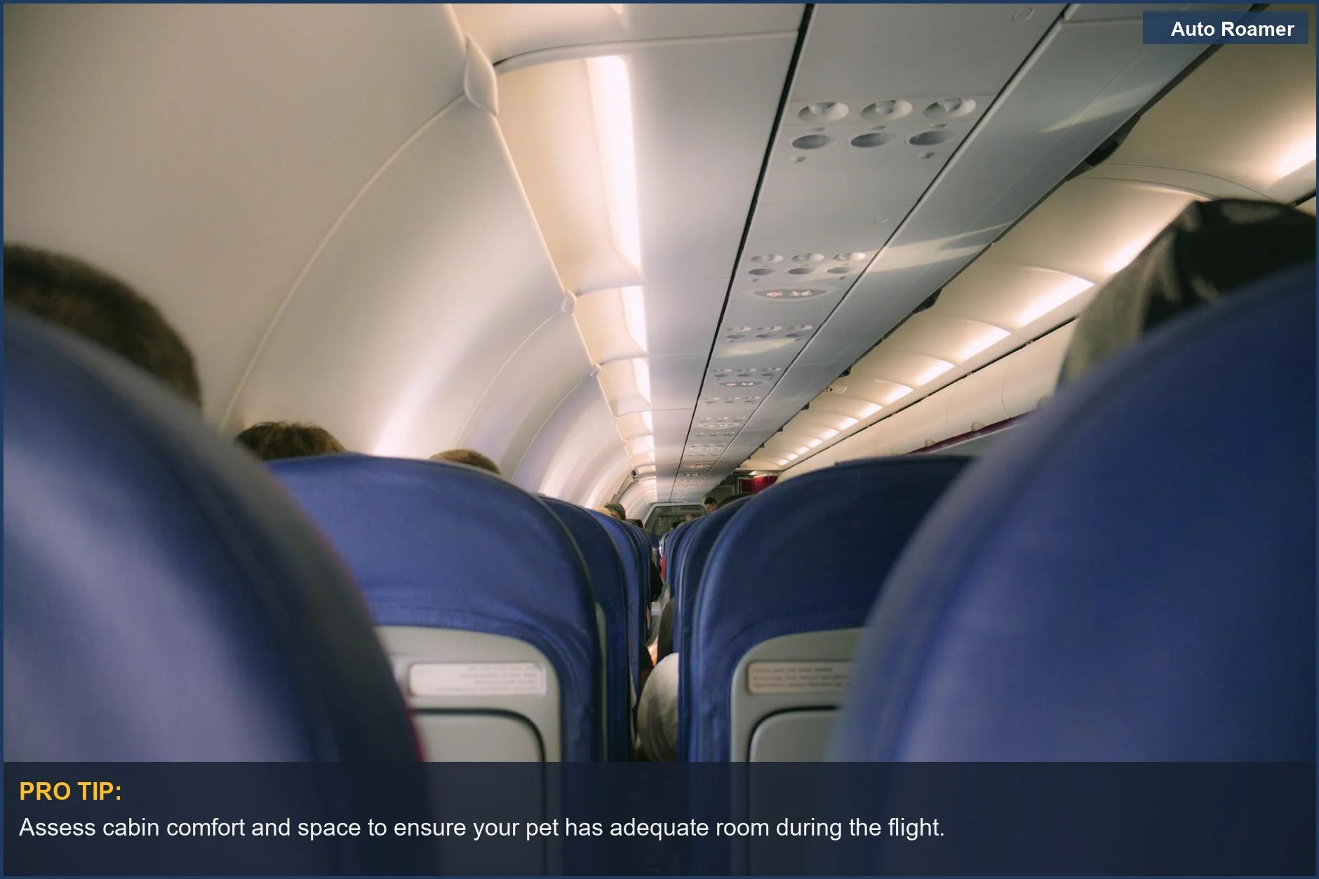Modern airplane cabin with comfortable seats, perfect for planning your pet's journey.