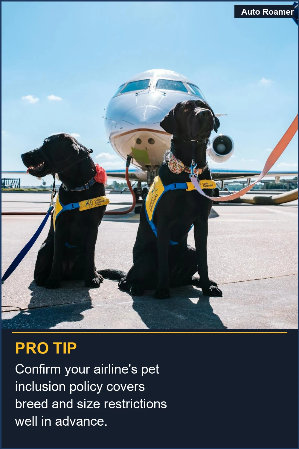 Confirm your airline's pet inclusion policy covers breed and size restrictions well in advance.