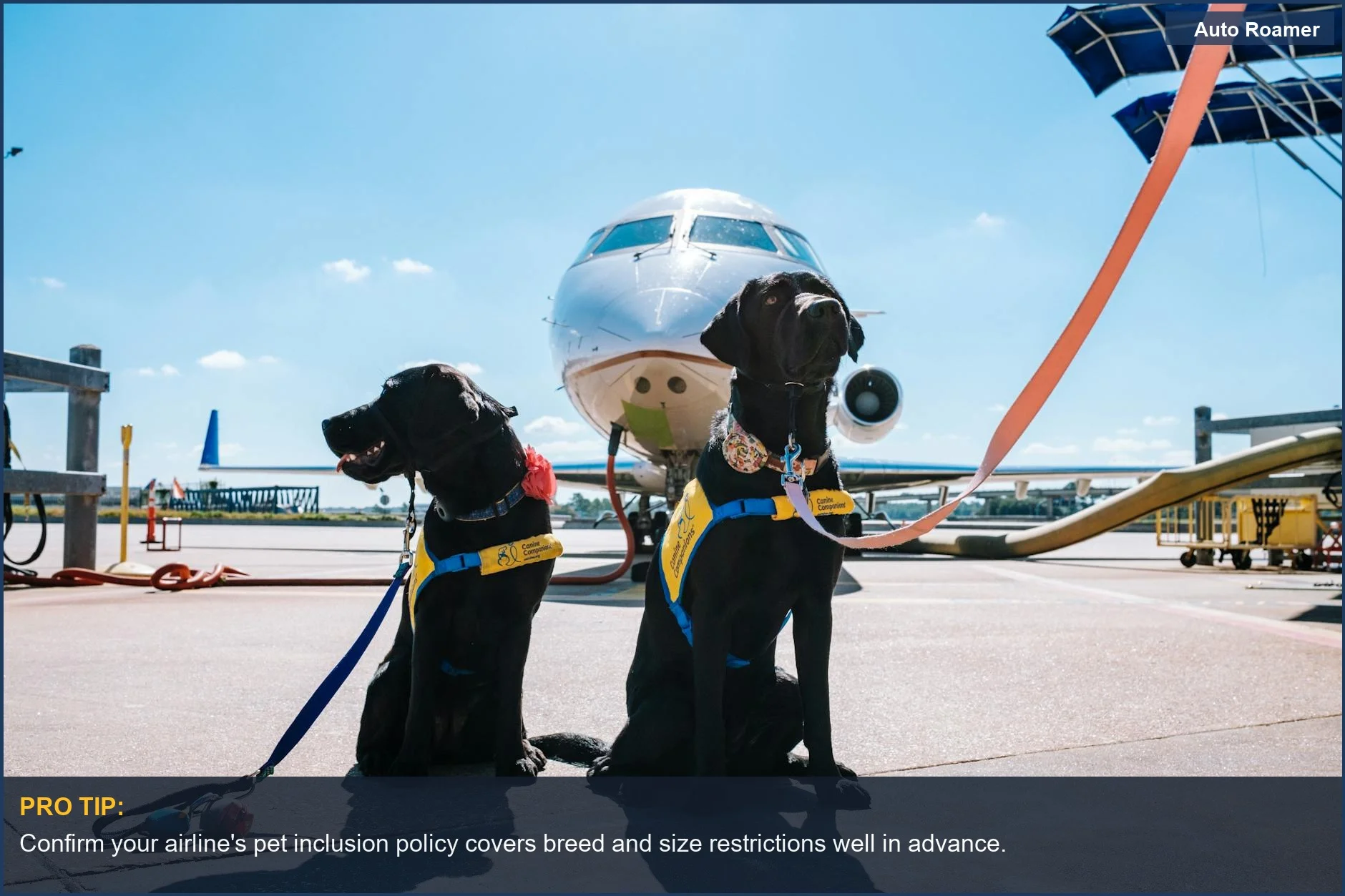 Service dogs ready for flight, highlighting top pet-friendly airlines for happy travels.