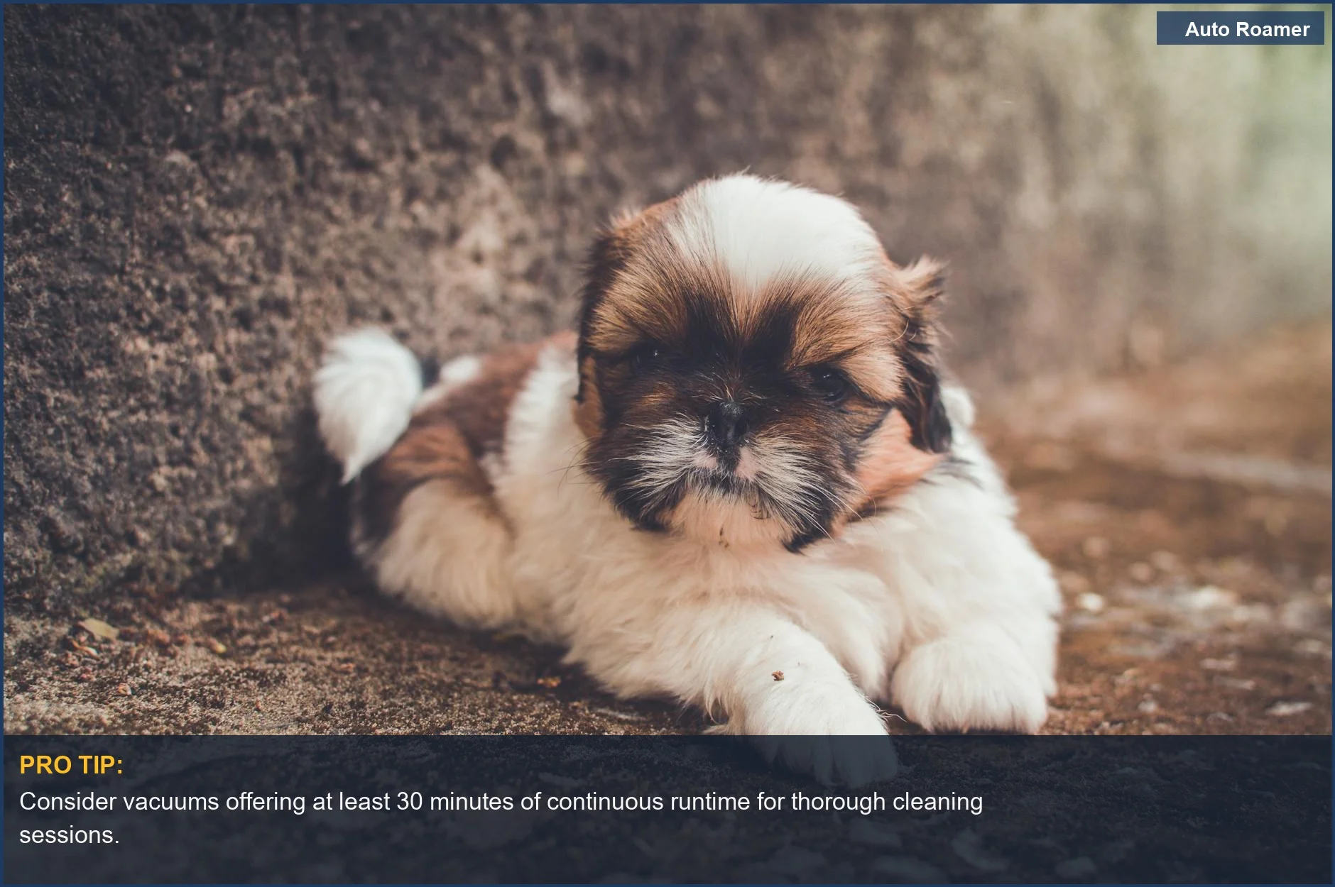 Cute Shih Tzu puppy on the ground, demonstrating the need for a budget-friendly portable car vacuum for pet hair.