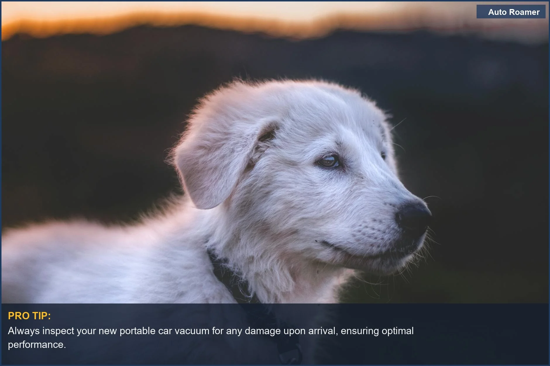 Adorable white puppy outdoors at sunset, symbolizing the ease of using a portable car vacuum for pet hair.