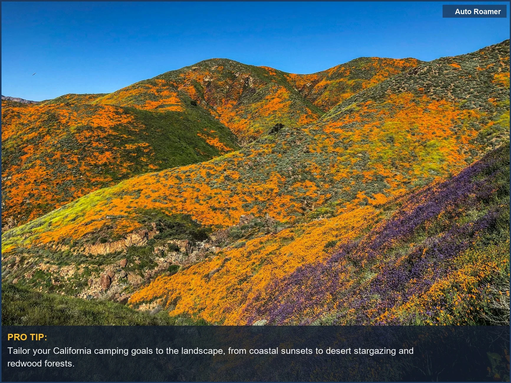 California hills adorned with vibrant spring wildflowers under a clear blue sky, great for camping.