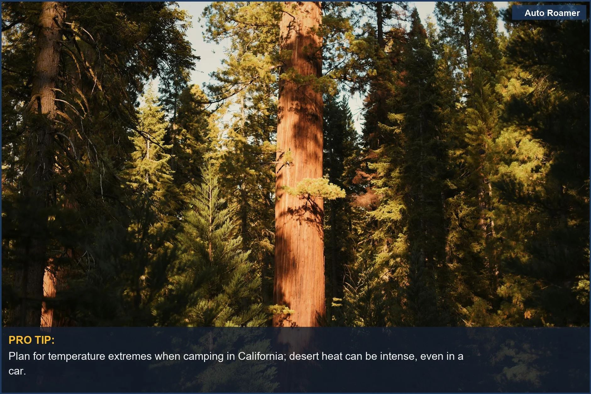 Towering redwood trees in a sunlit California forest, perfect for majestic camping experiences.