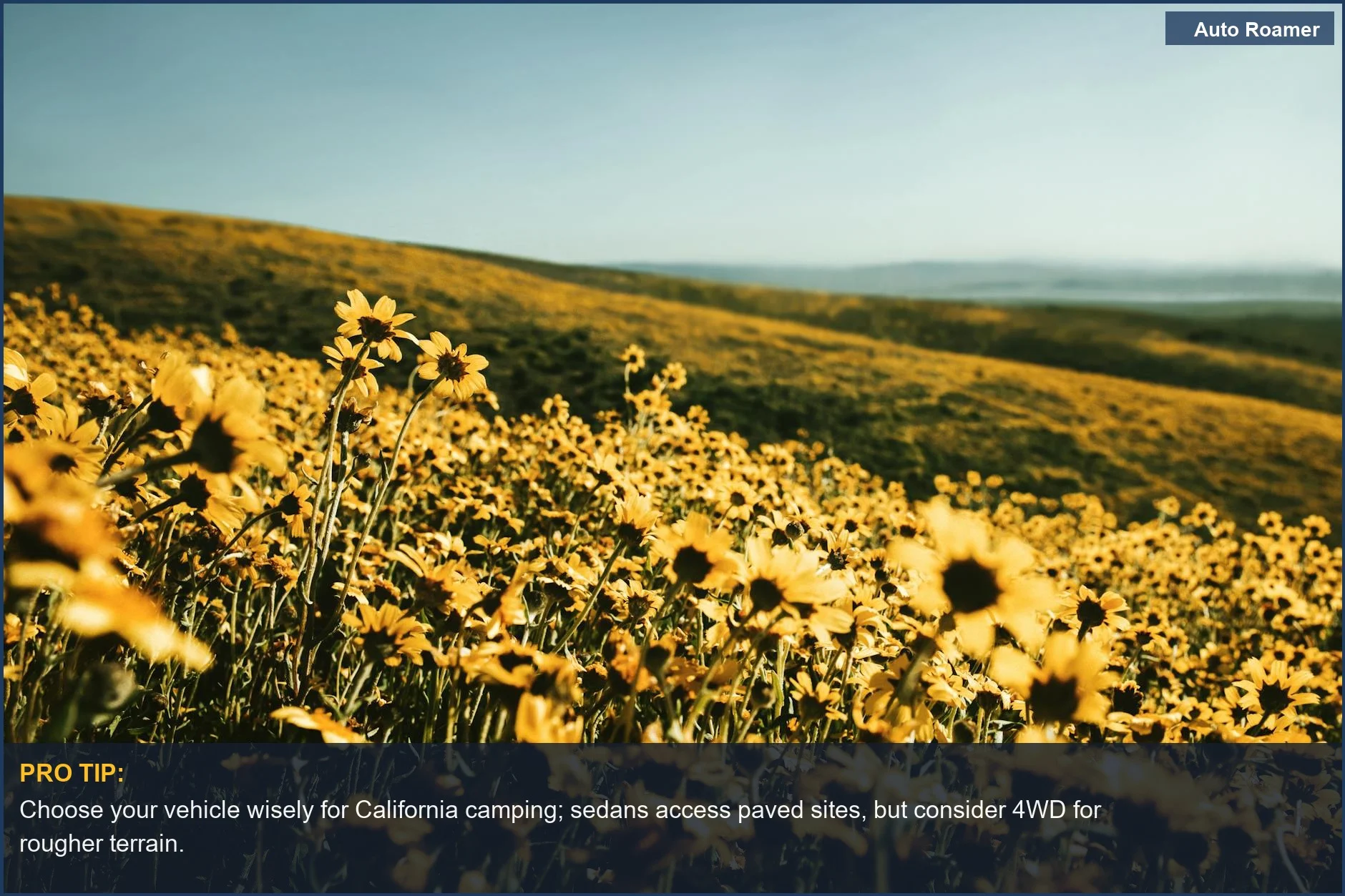 Sunny field of yellow wildflowers in Santa Margarita, California, ideal for accessible camping.