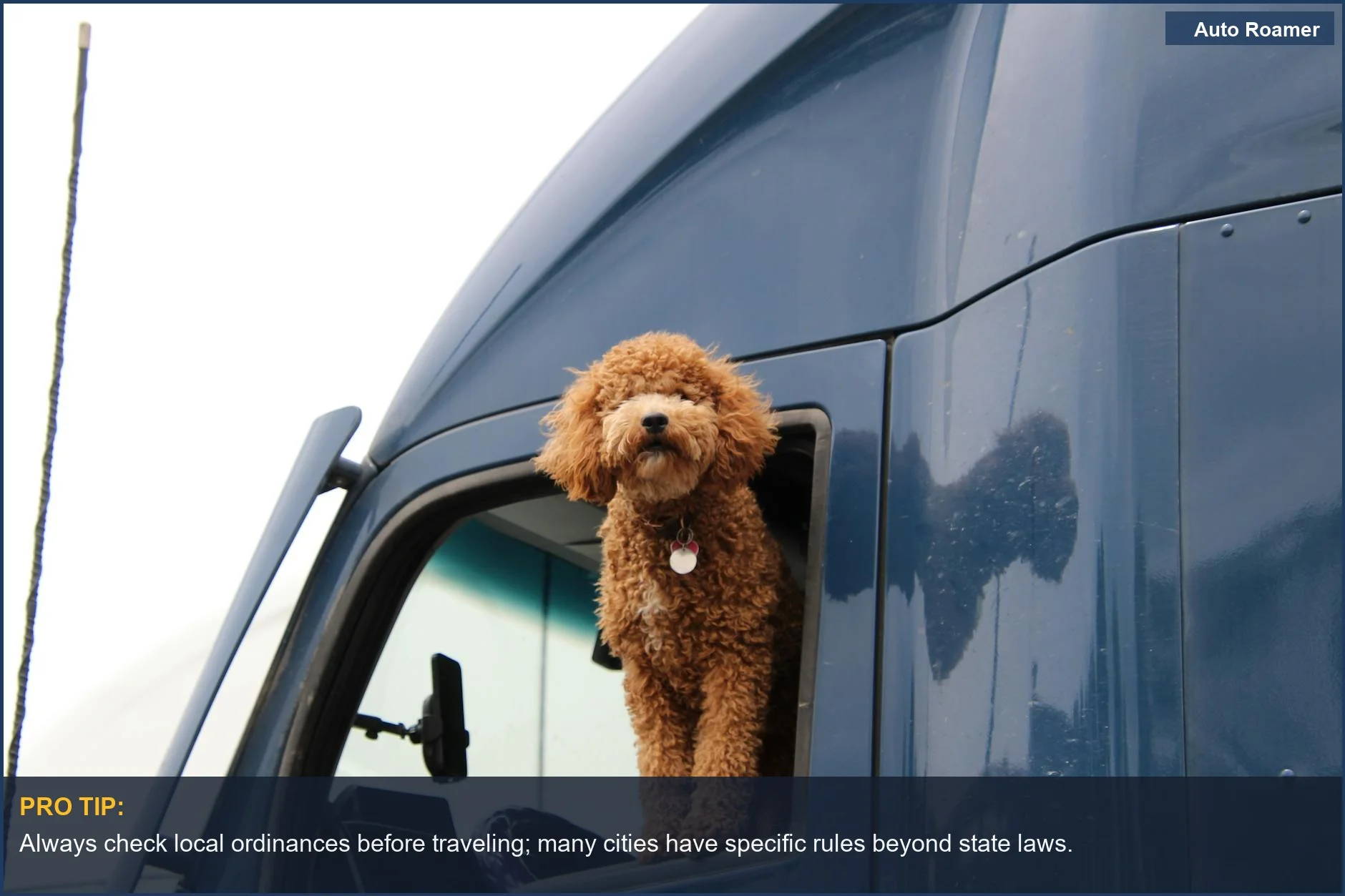 Curious curly-haired dog peeks from a blue truck window, questioning dog in truck bed legality.