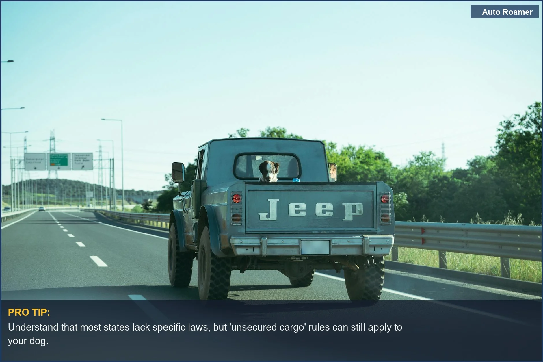 Dog riding in a classic Jeep truck bed on an open highway, exploring legal truck bed dog transport options.
